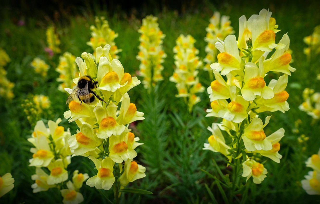 Snapdragons Wallpapers