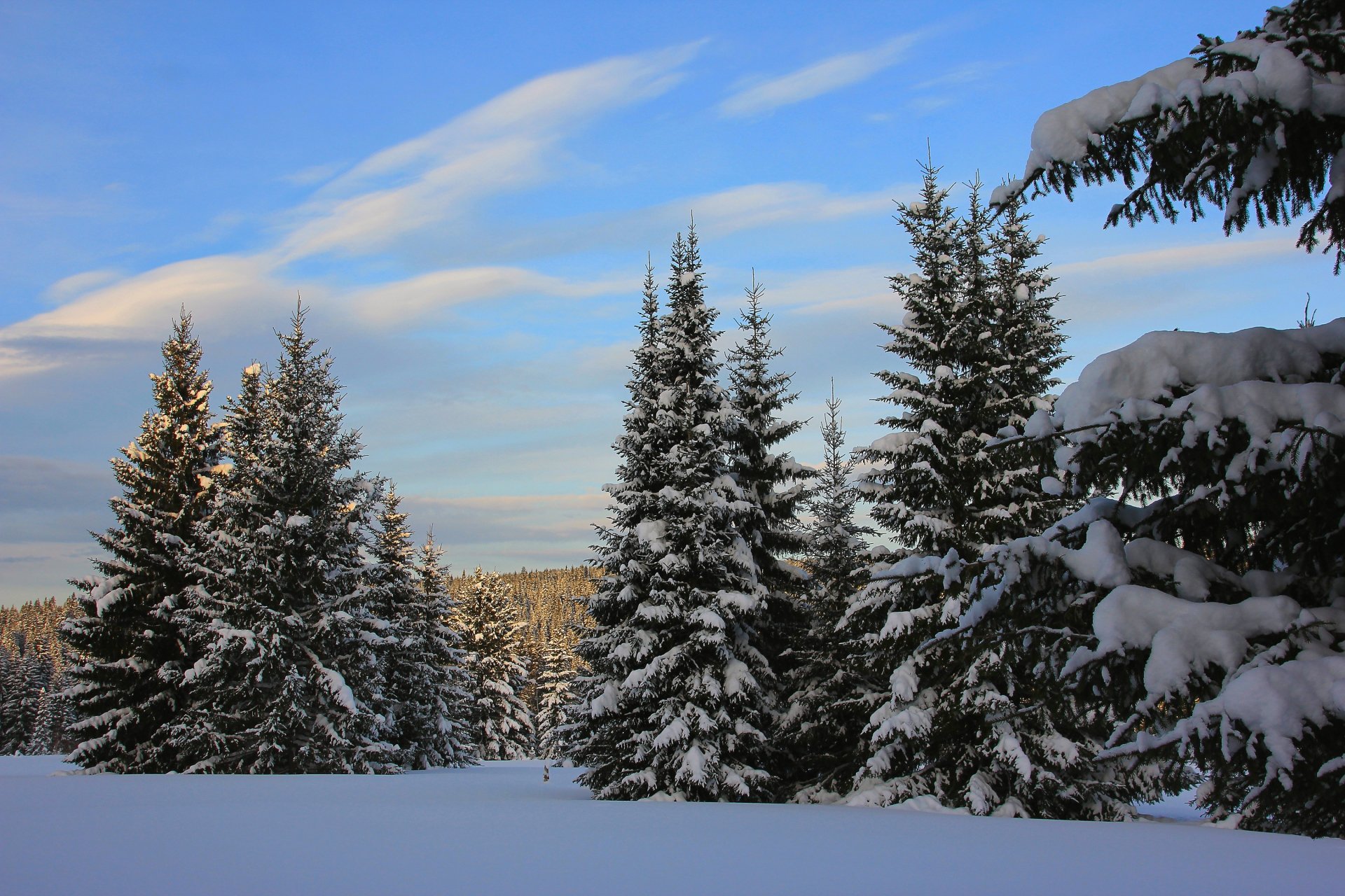 Snnow-Covered Fir Trees At Dusk In Twilight Moon Wallpapers