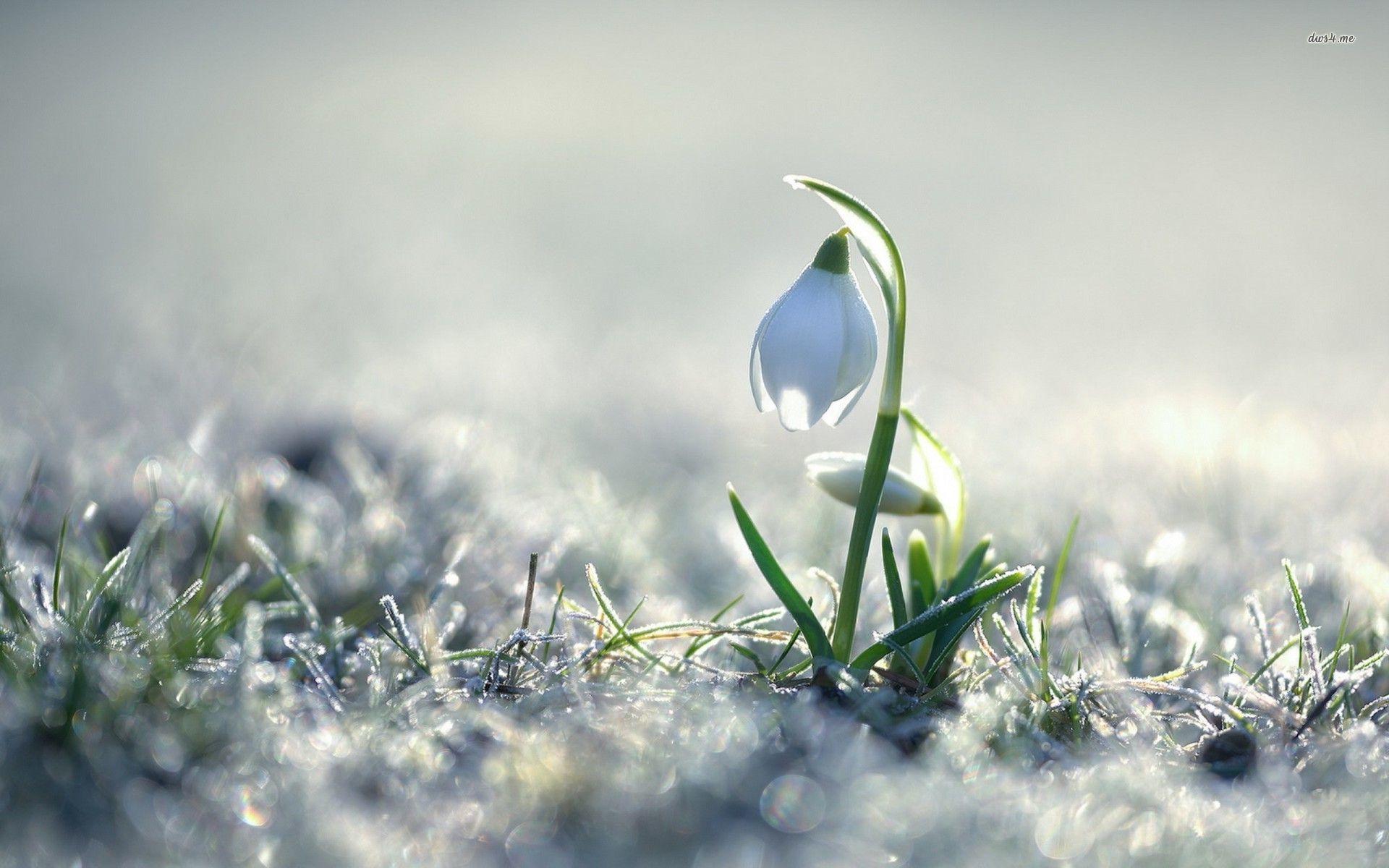 Snowdrop Wallpapers