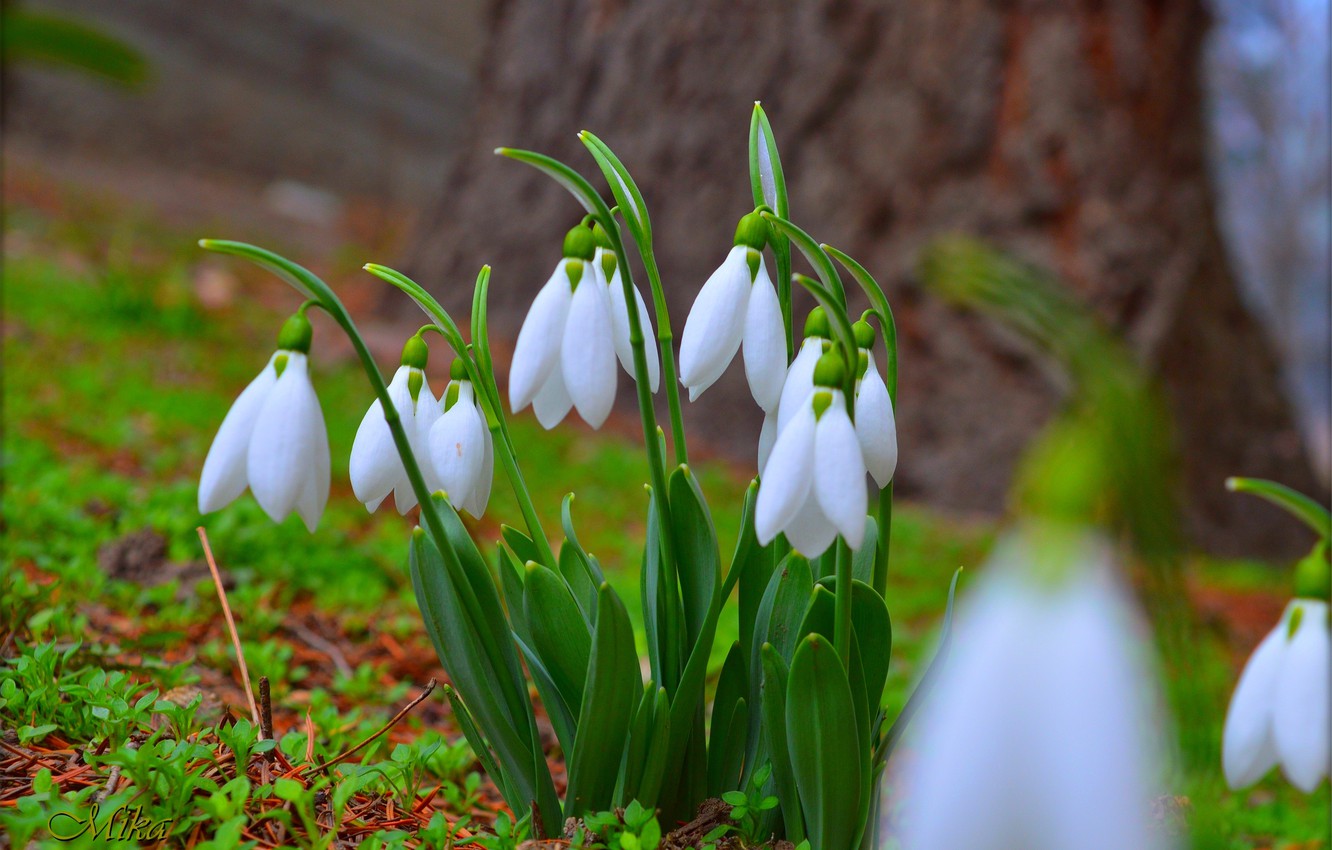 Snowdrop Wallpapers