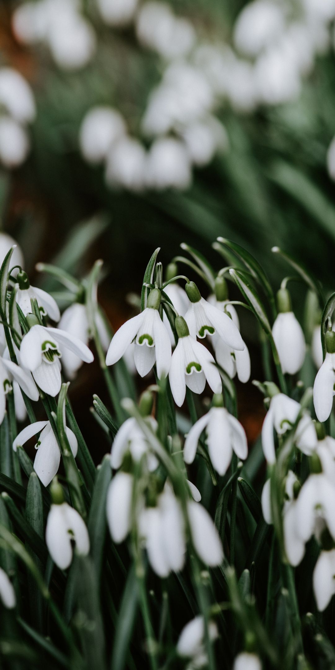 Snowdrop Wallpapers