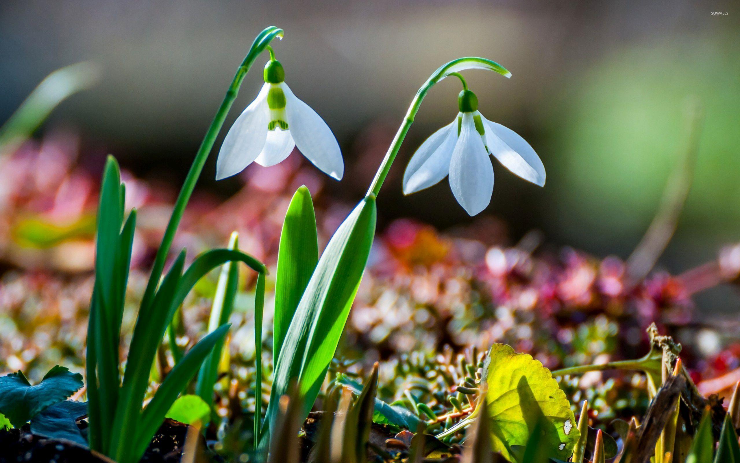 Snowdrop Wallpapers