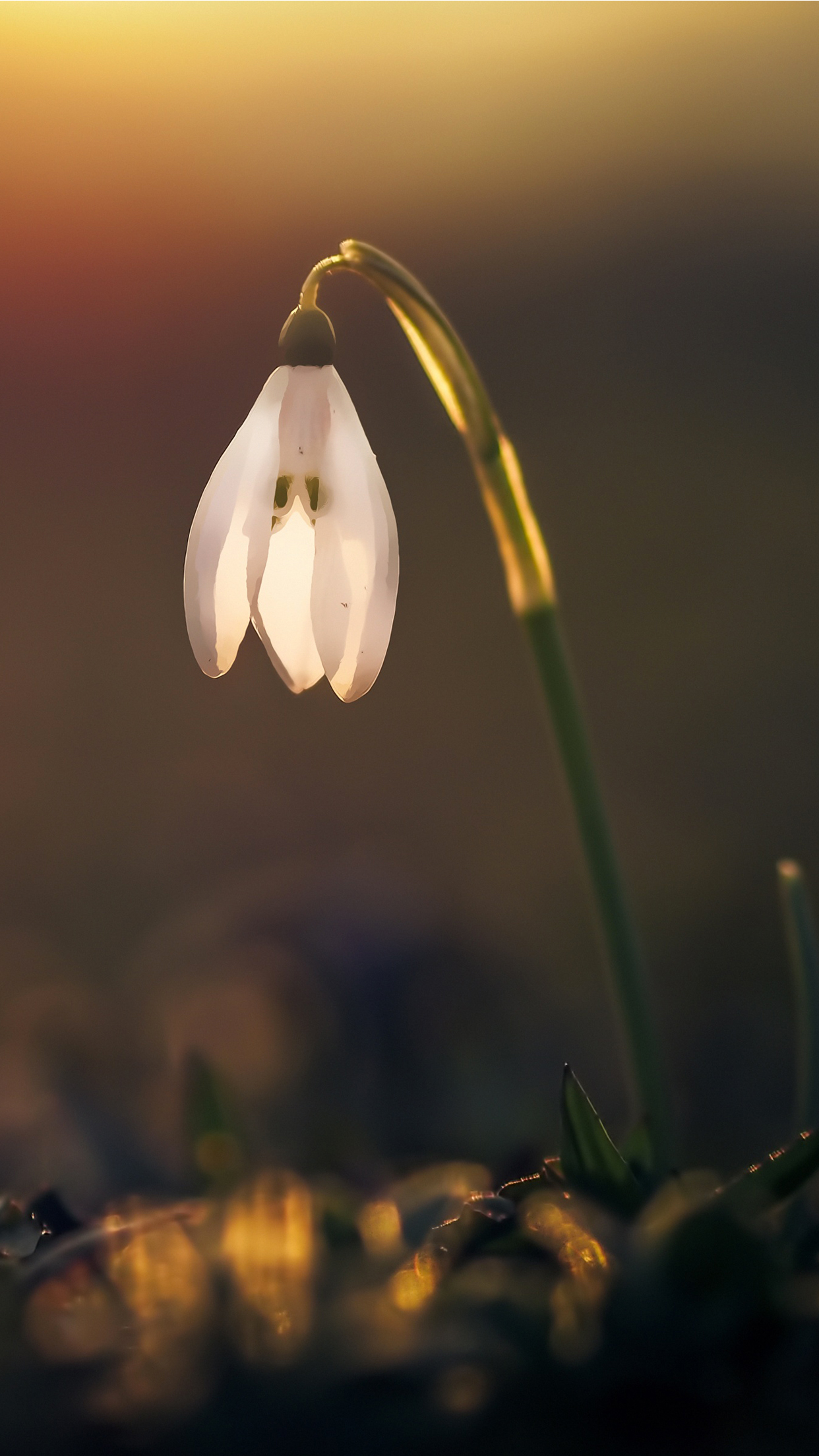 Snowdrop Wallpapers