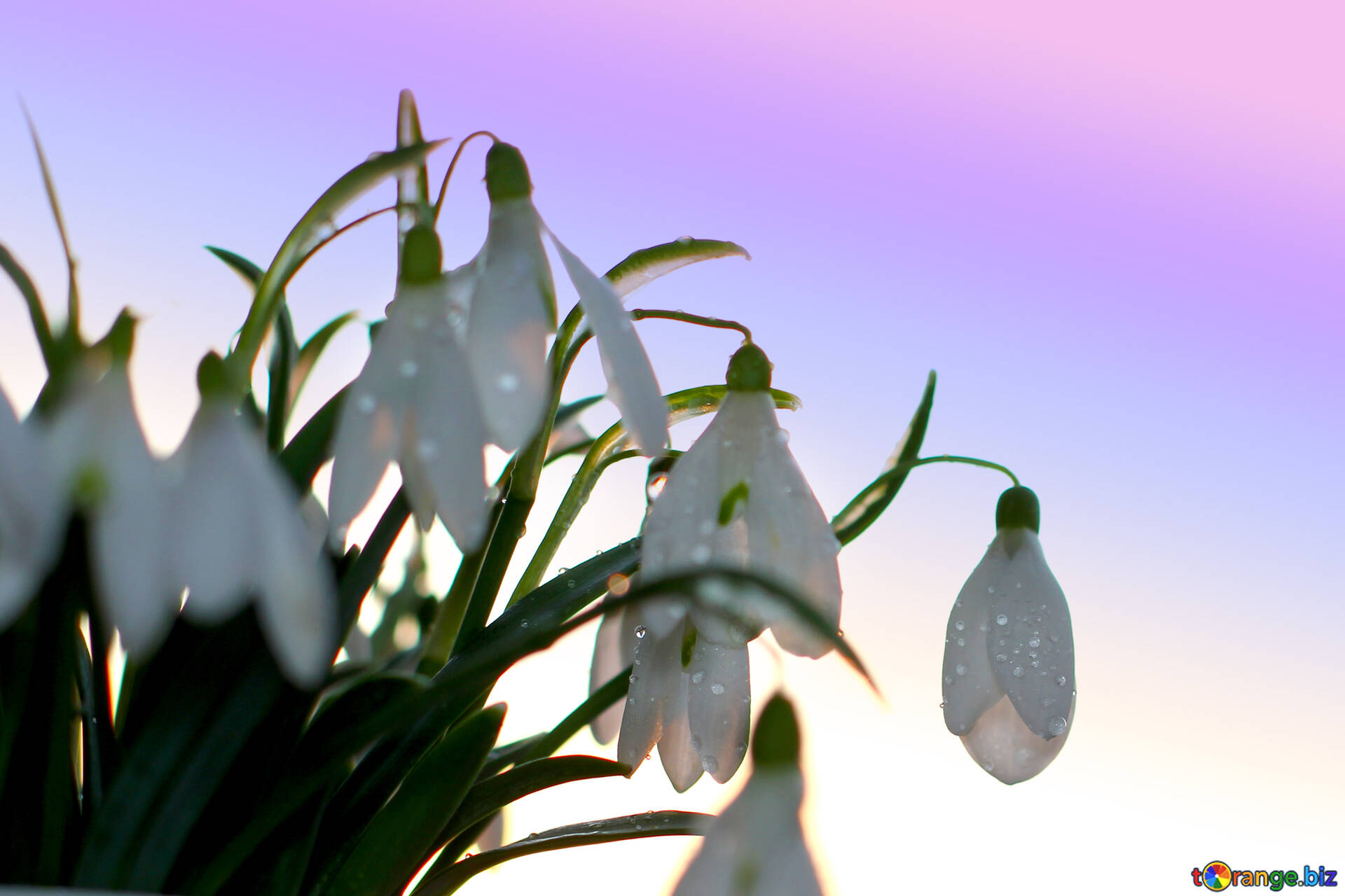 Snowdrop Wallpapers