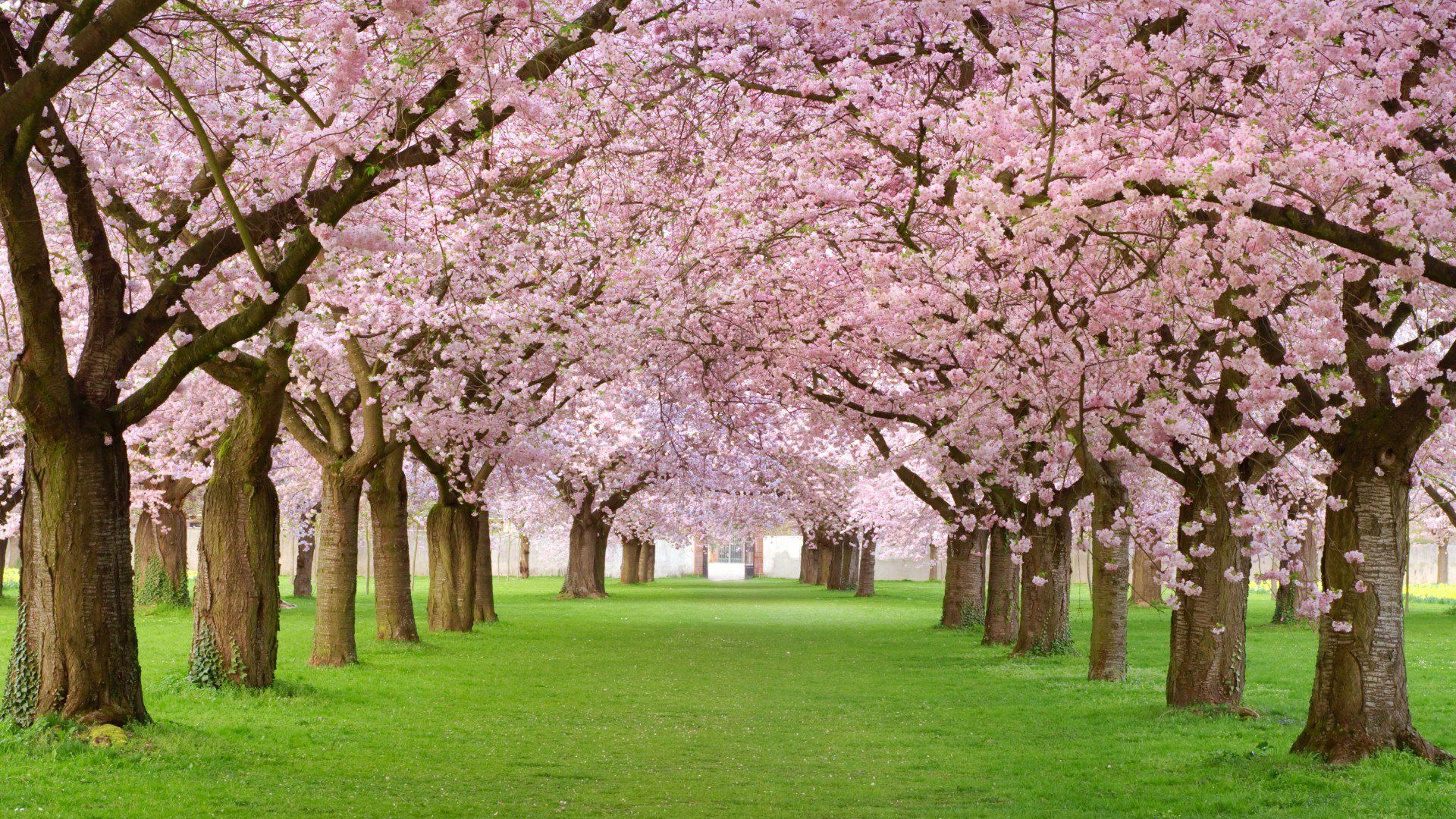 Spring Season Plant Tree Wallpapers