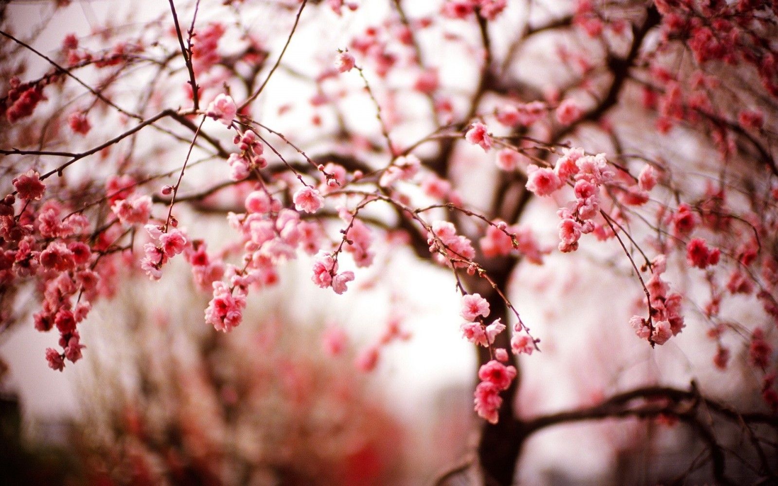 Spring Season Plant Tree Wallpapers