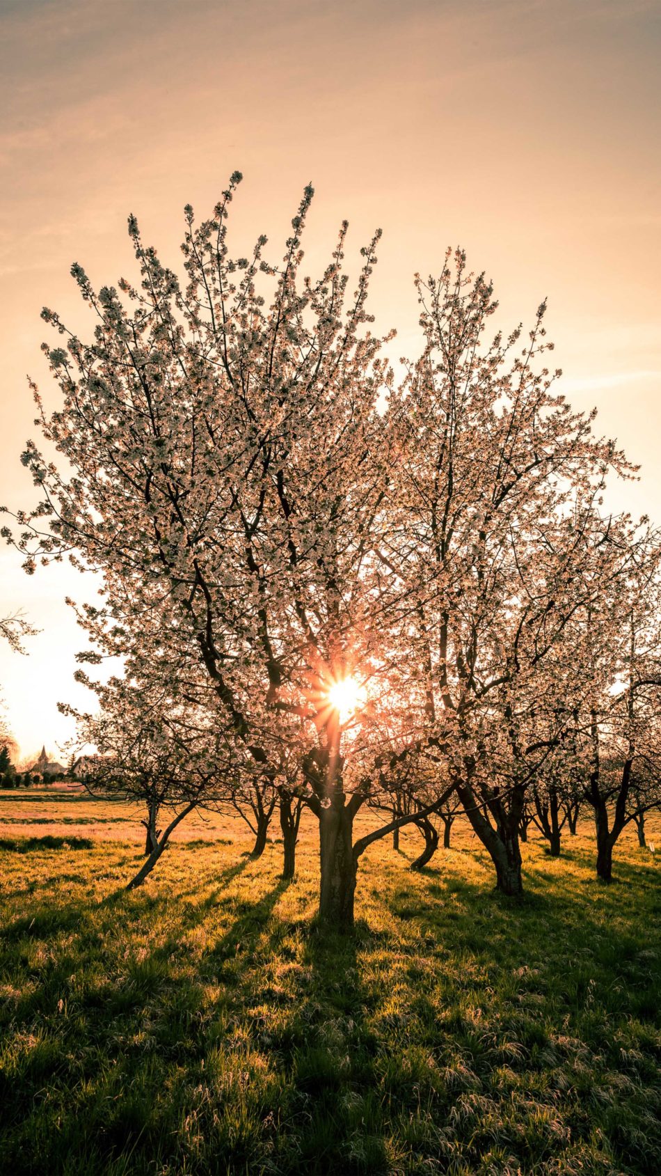 Spring Trees And Sunset Wallpapers