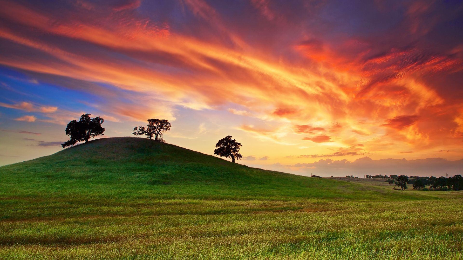 Spring Trees And Sunset Wallpapers