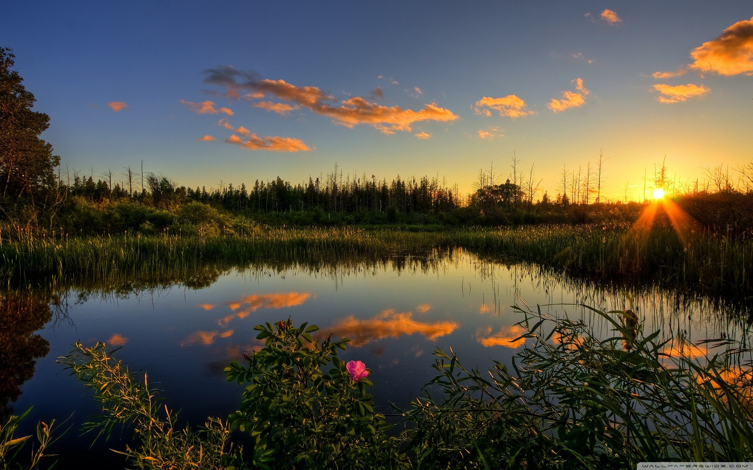 Spring Trees And Sunset Wallpapers