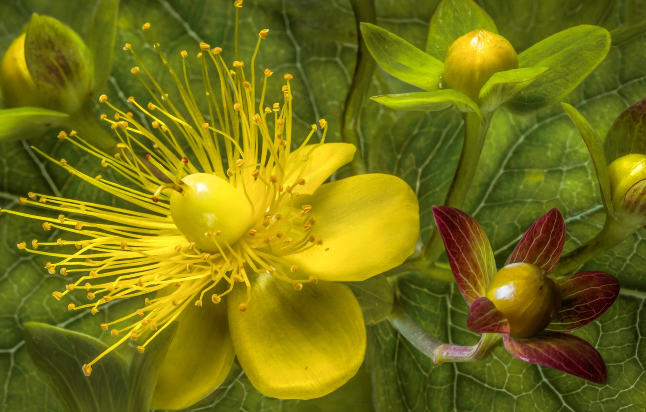 St John'S Wort Wallpapers