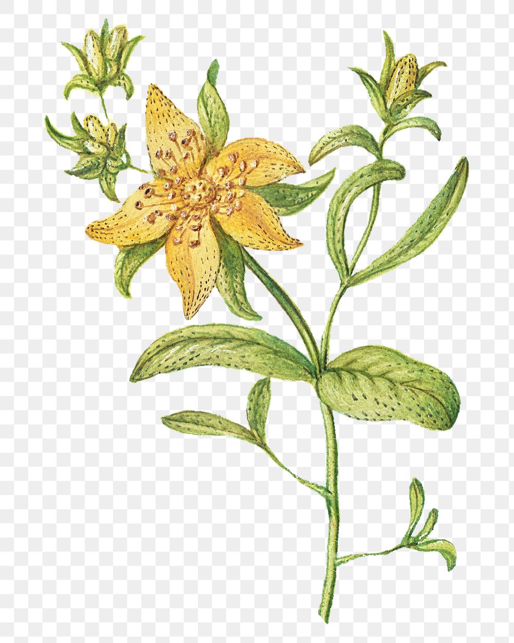 St John'S Wort Wallpapers