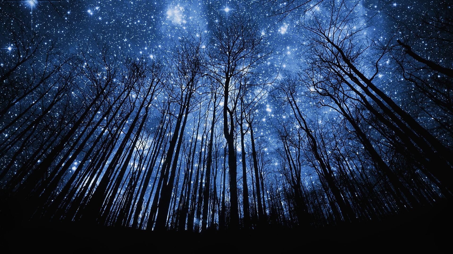 Stars And Trees In Starry Night Wallpapers