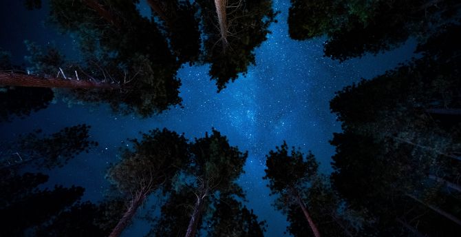 Stars And Trees In Starry Night Wallpapers