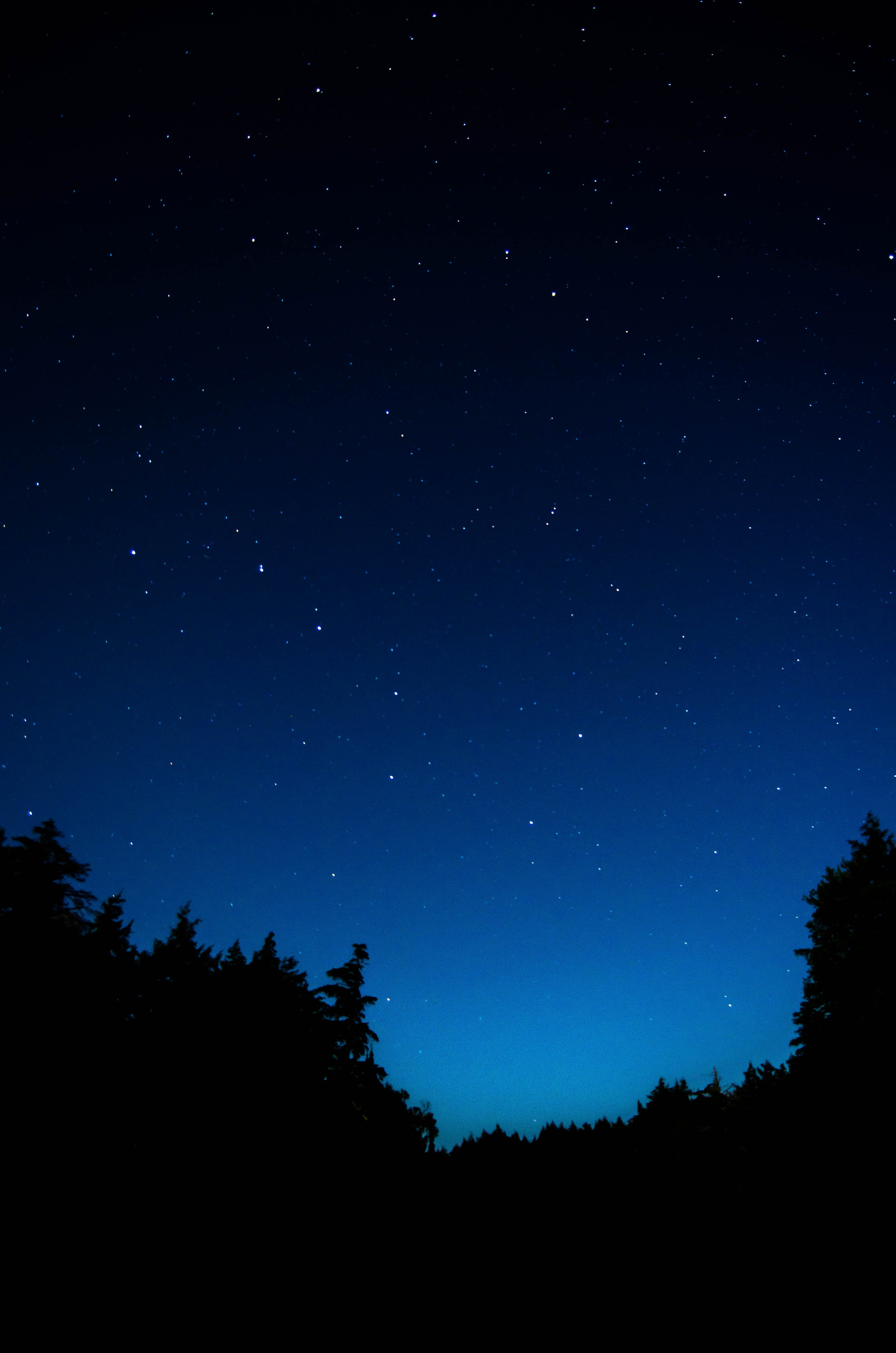 Stars Trees Night Dark Sky Wallpapers