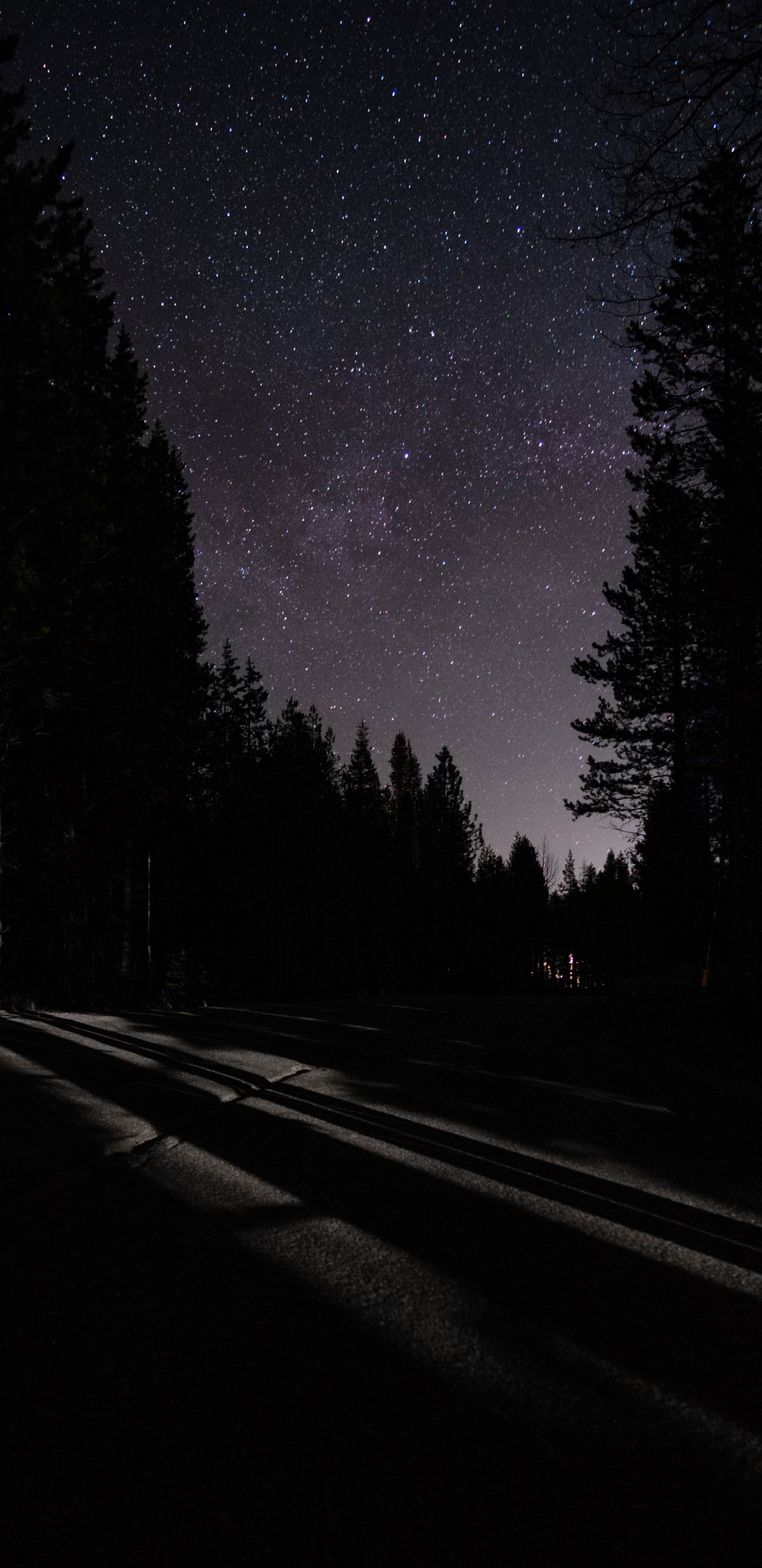 Stars Trees Night Dark Sky Wallpapers