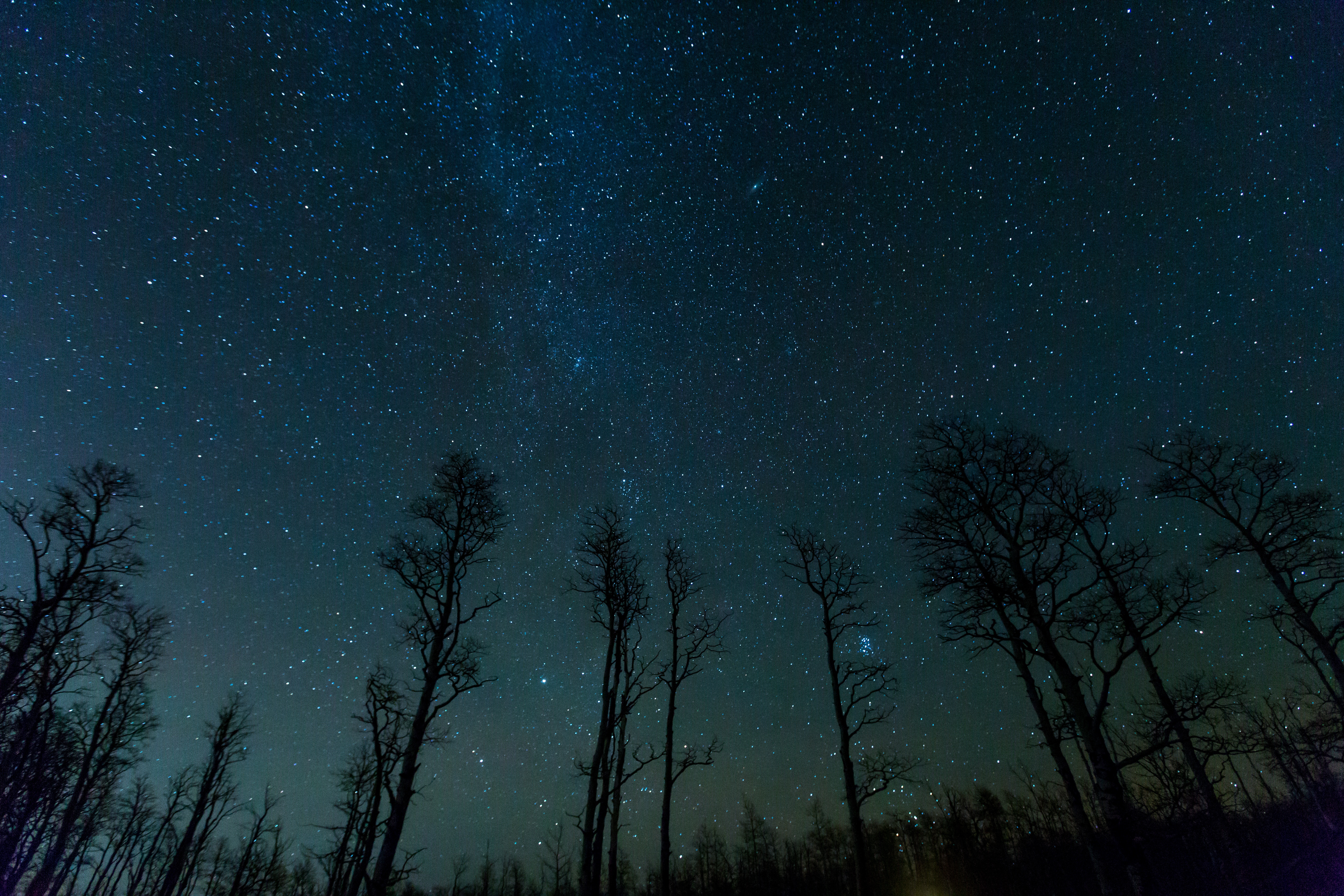 Stars Trees Night Dark Sky Wallpapers