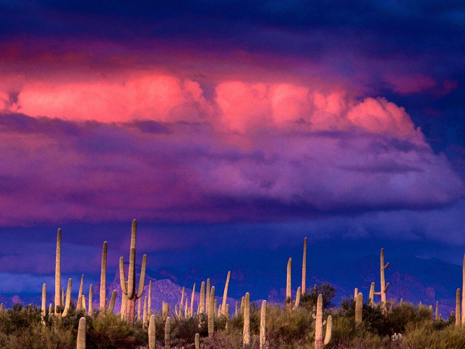 Storm At Cactus Desert Wallpapers