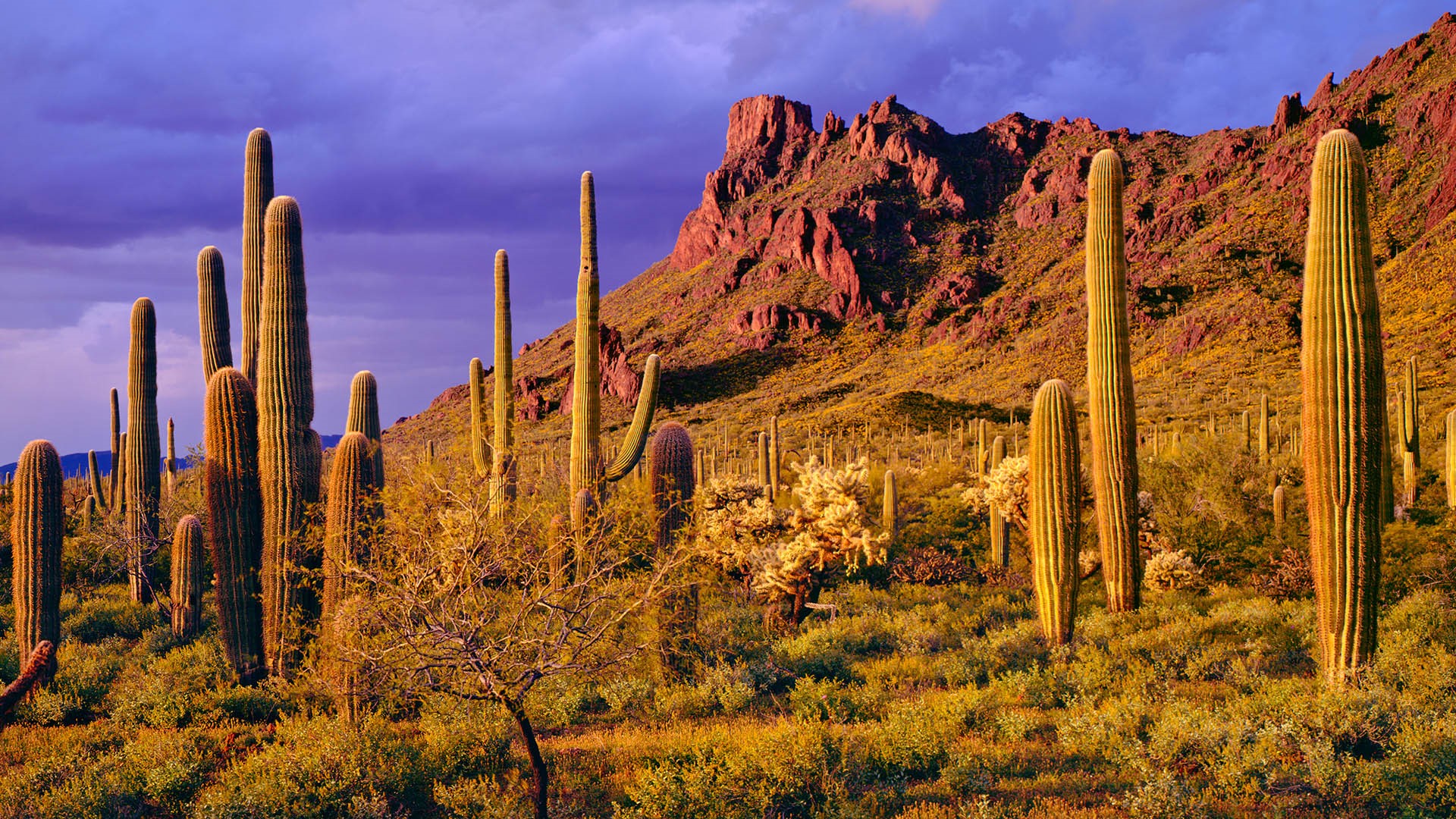 Storm At Cactus Desert Wallpapers