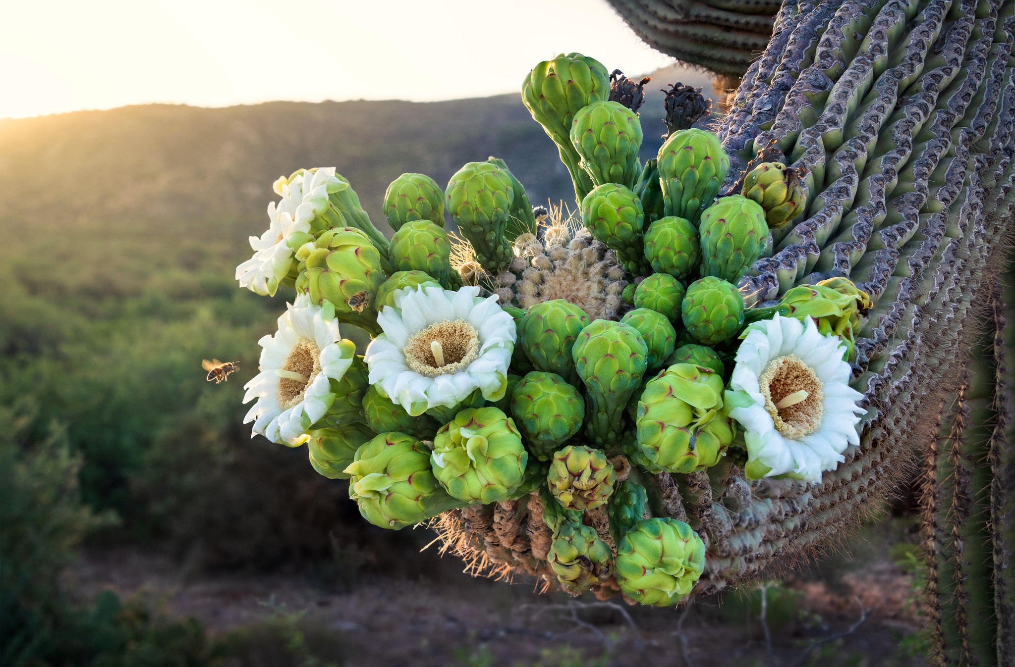 Storm At Cactus Desert Wallpapers