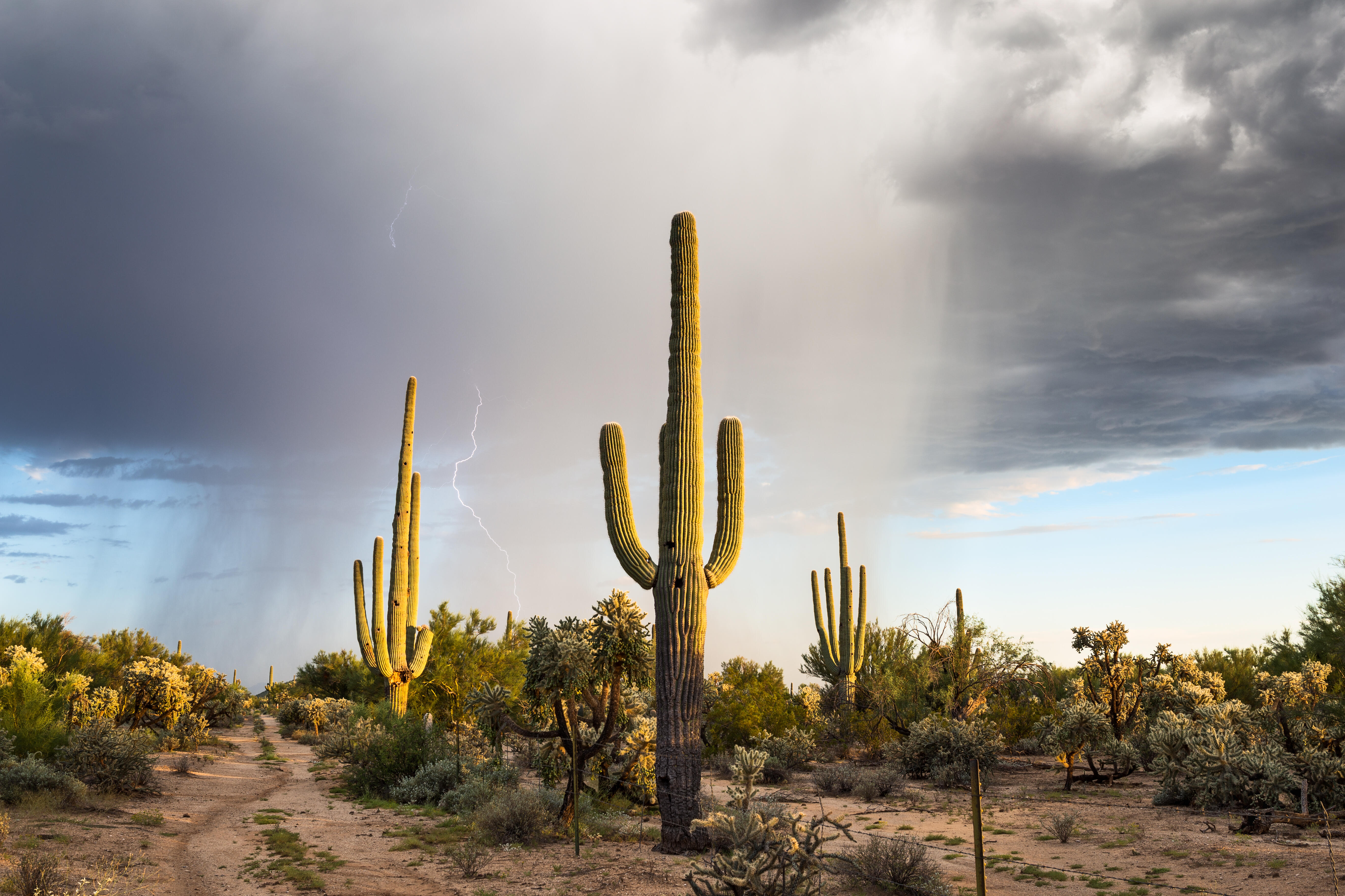 Storm At Cactus Desert Wallpapers