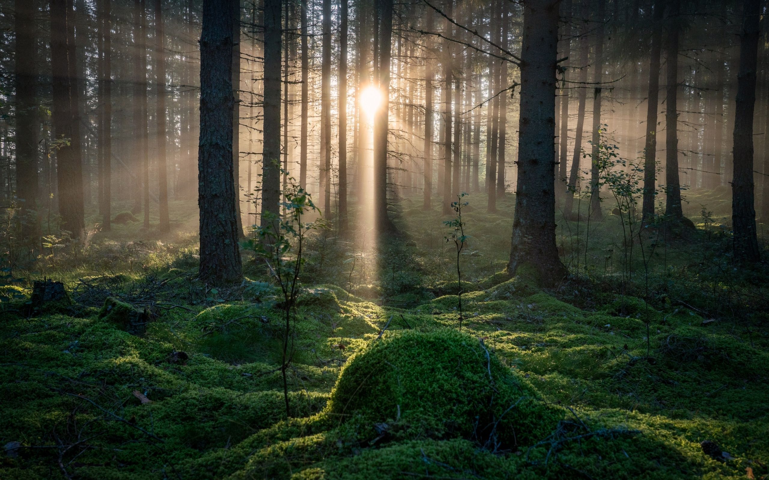 Sunbeams In Woods Wallpapers