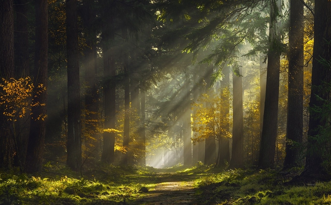 Sunbeams In Woods Wallpapers