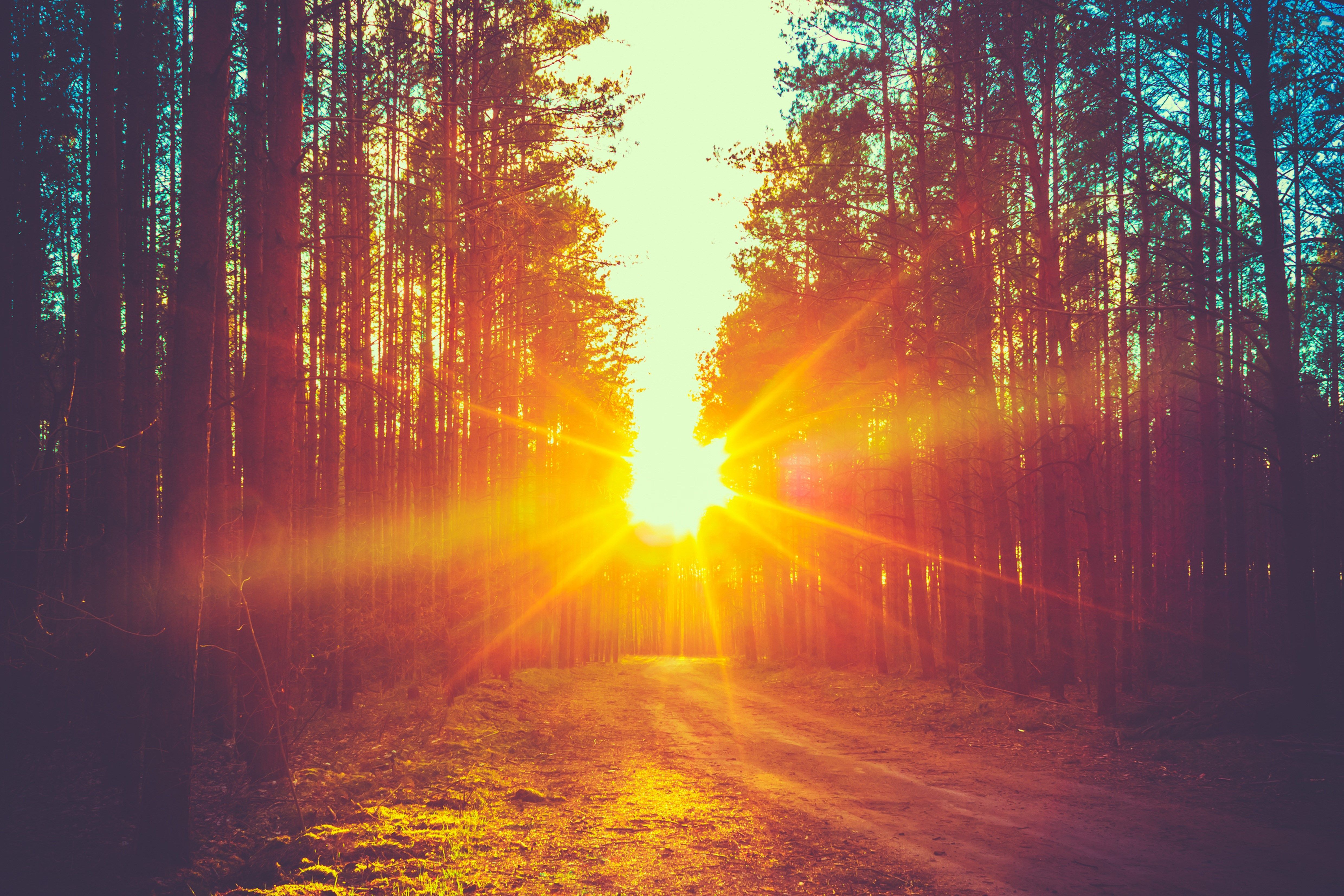 Sunbeams In Woods Wallpapers