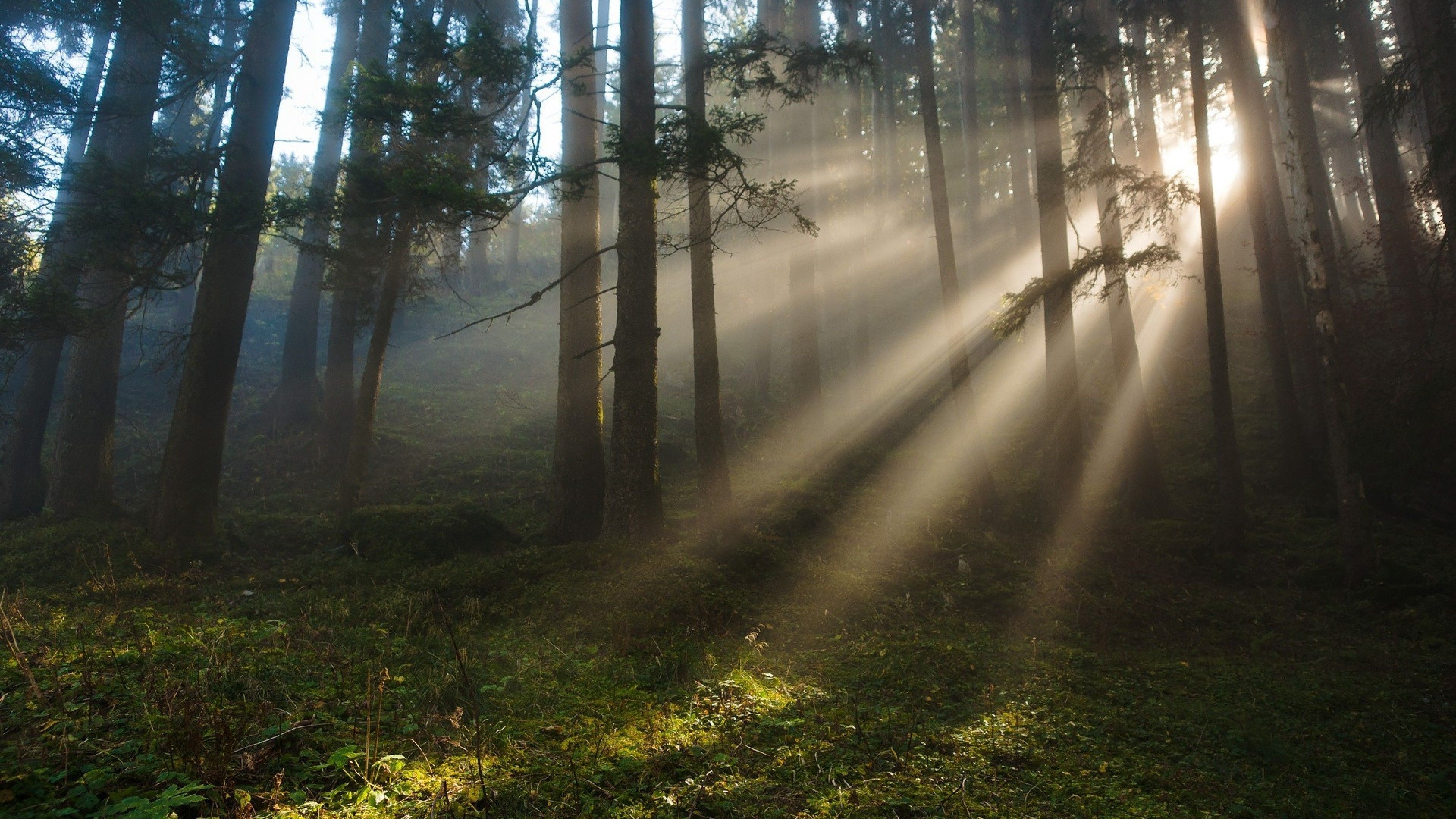 Sunbeams In Woods Wallpapers