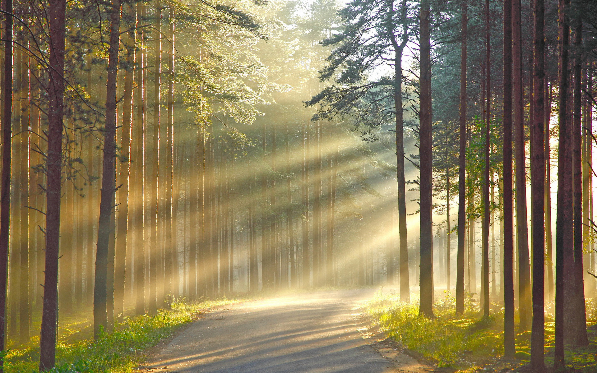 Sunbeams In Woods Wallpapers