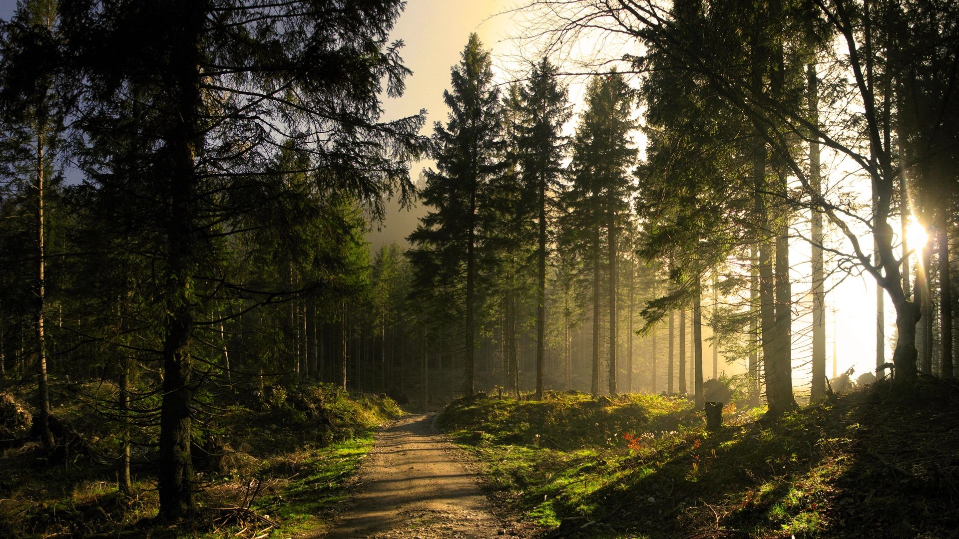 Sunbeams In Woods Wallpapers