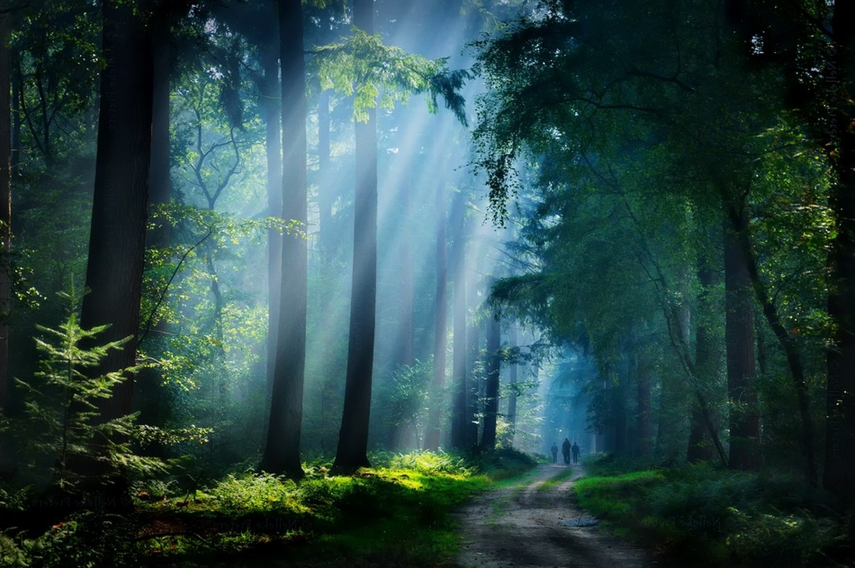 Sunbeams In Woods Wallpapers