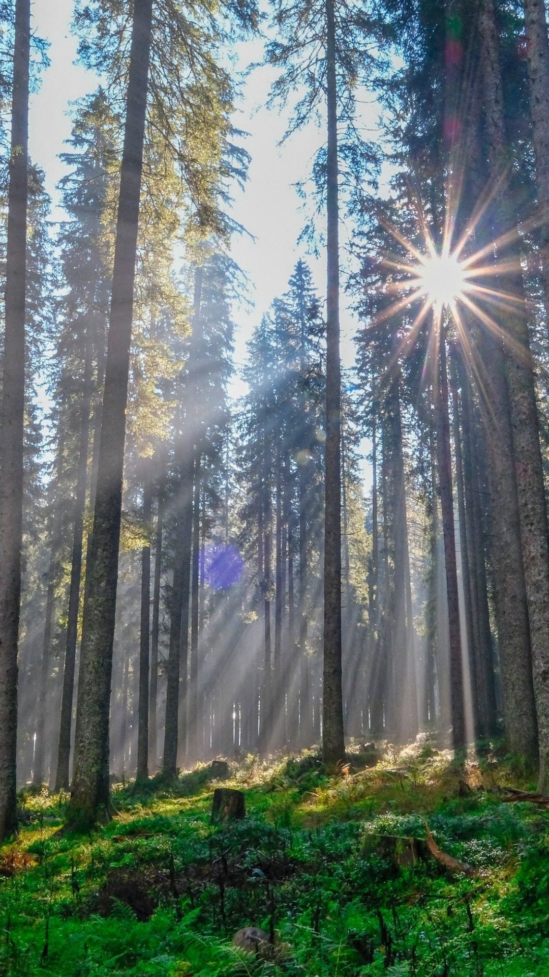 Sunbeams In Woods Wallpapers