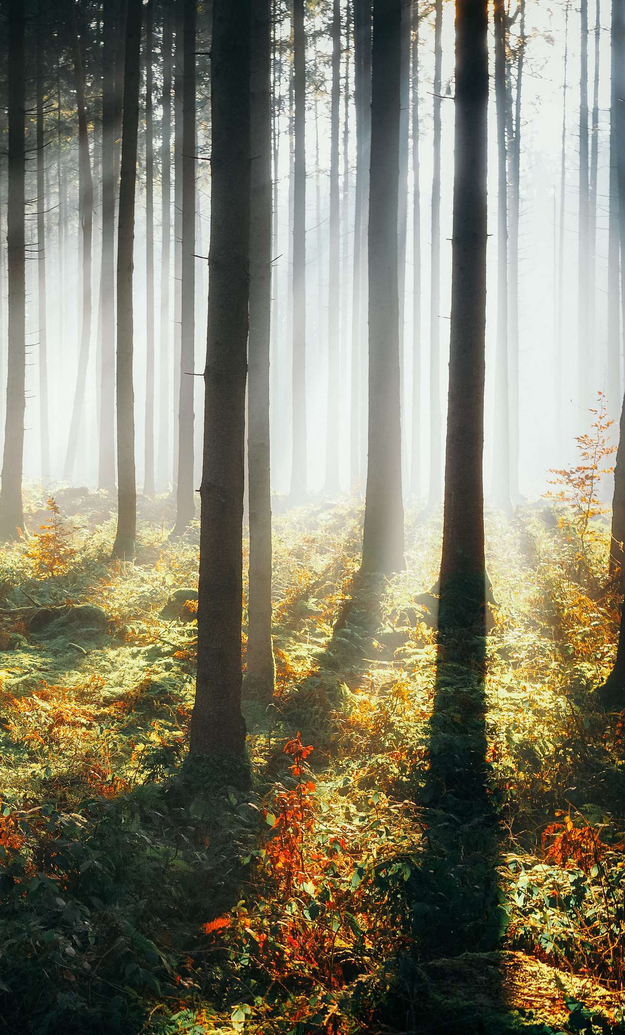 Sunbeams In Woods Wallpapers