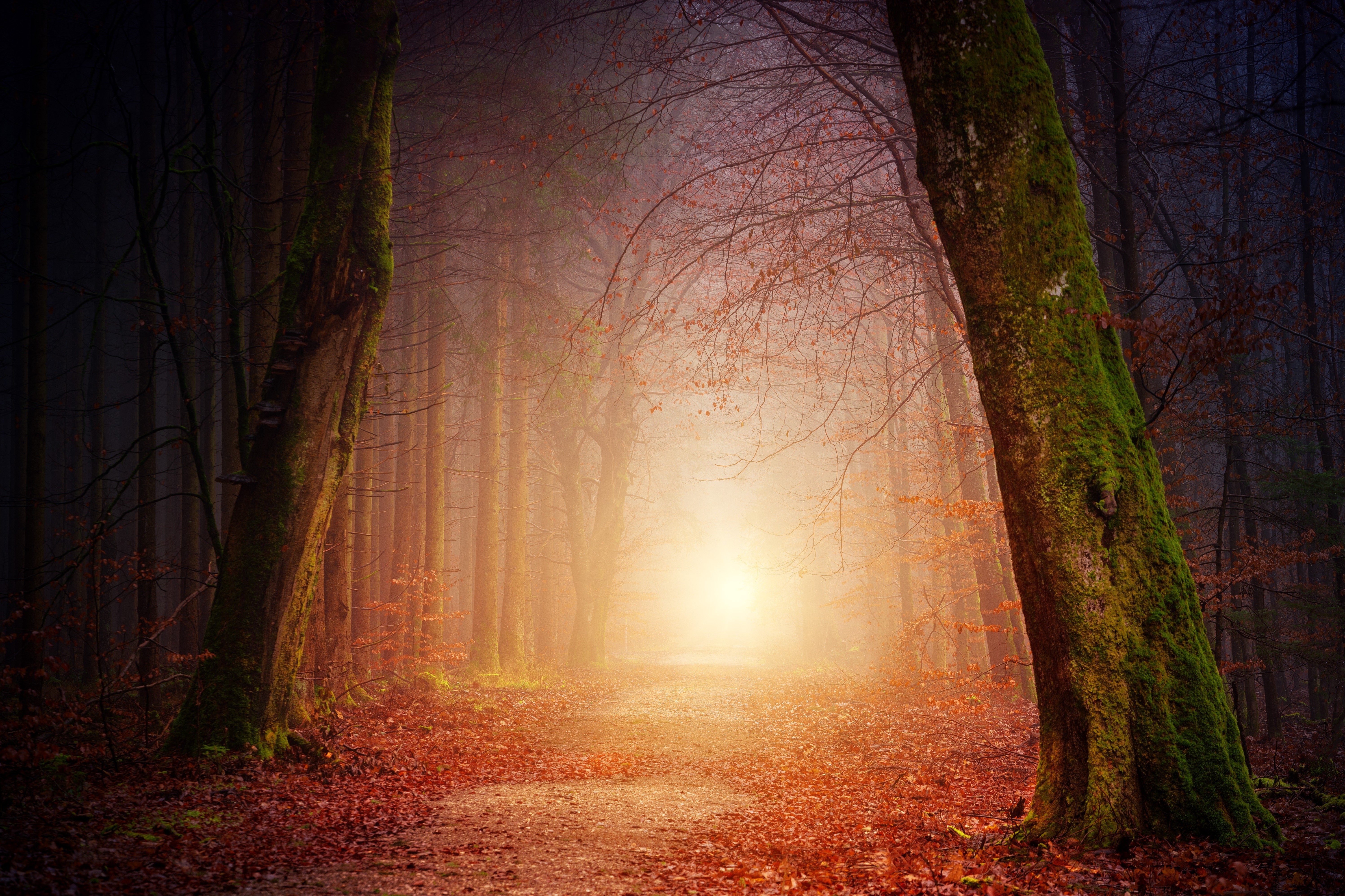 Sunbeams In Woods Wallpapers