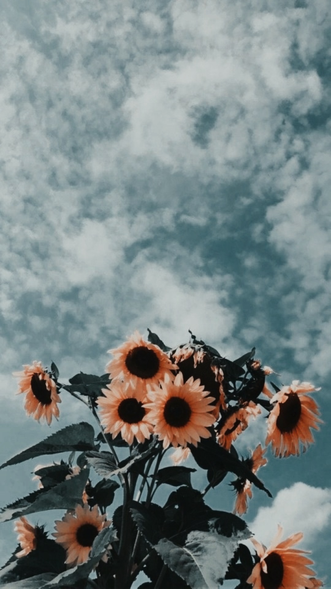 Sunflower Wallpapers