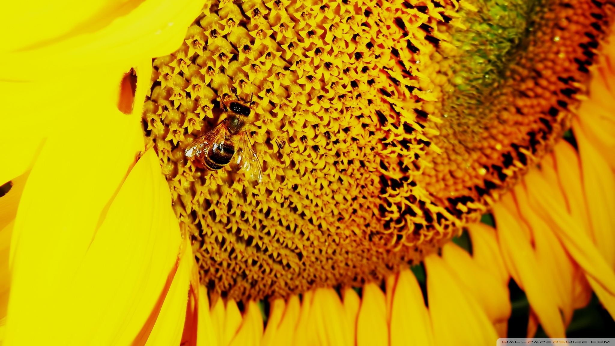 Sunflower Micro Wallpapers