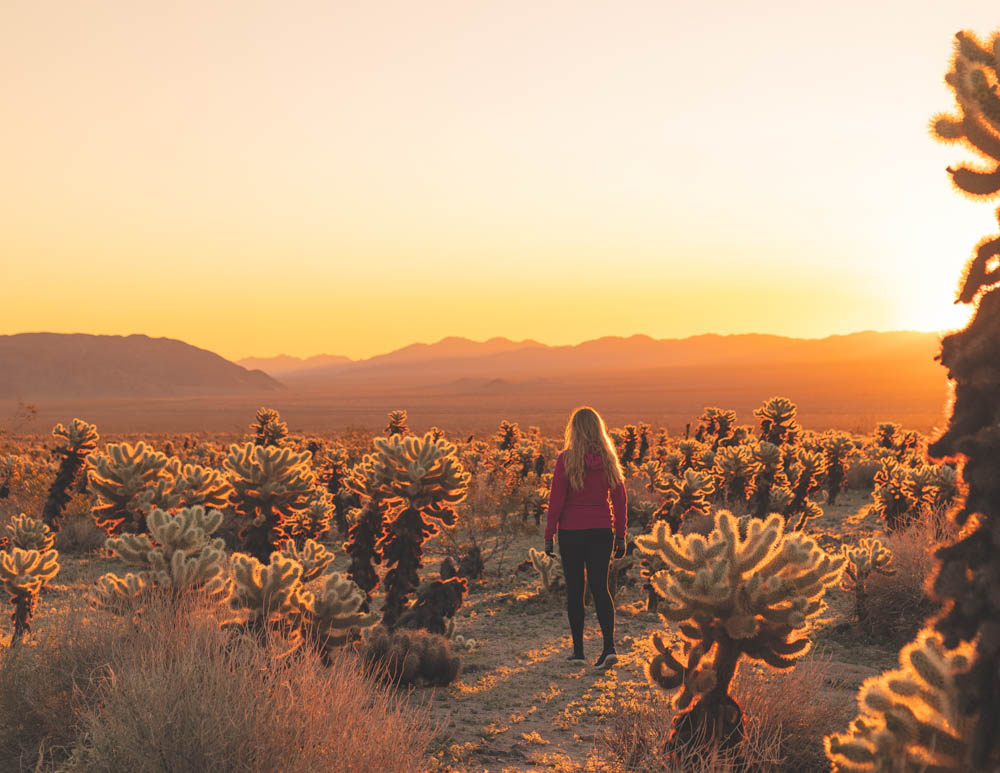 Sunrise In Joshua Tree National Park Wallpapers