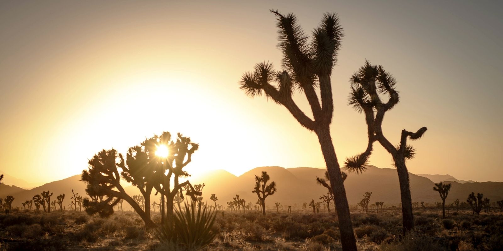 Sunrise In Joshua Tree National Park Wallpapers