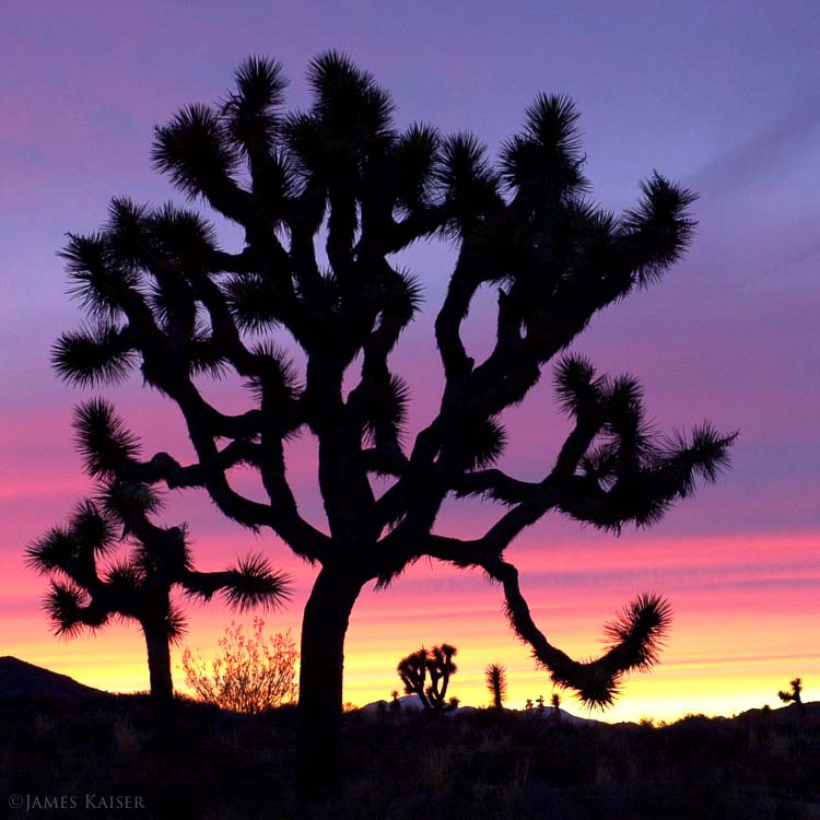 Sunrise In Joshua Tree National Park Wallpapers