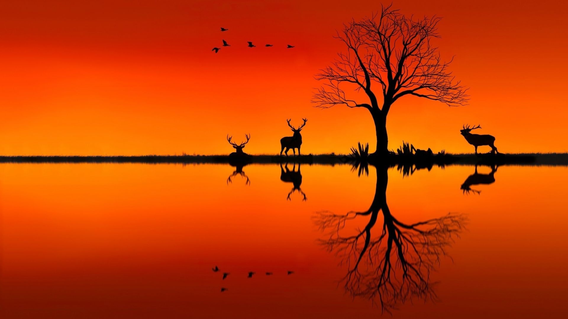 Sunset And Horizon Orange Reflection Wallpapers