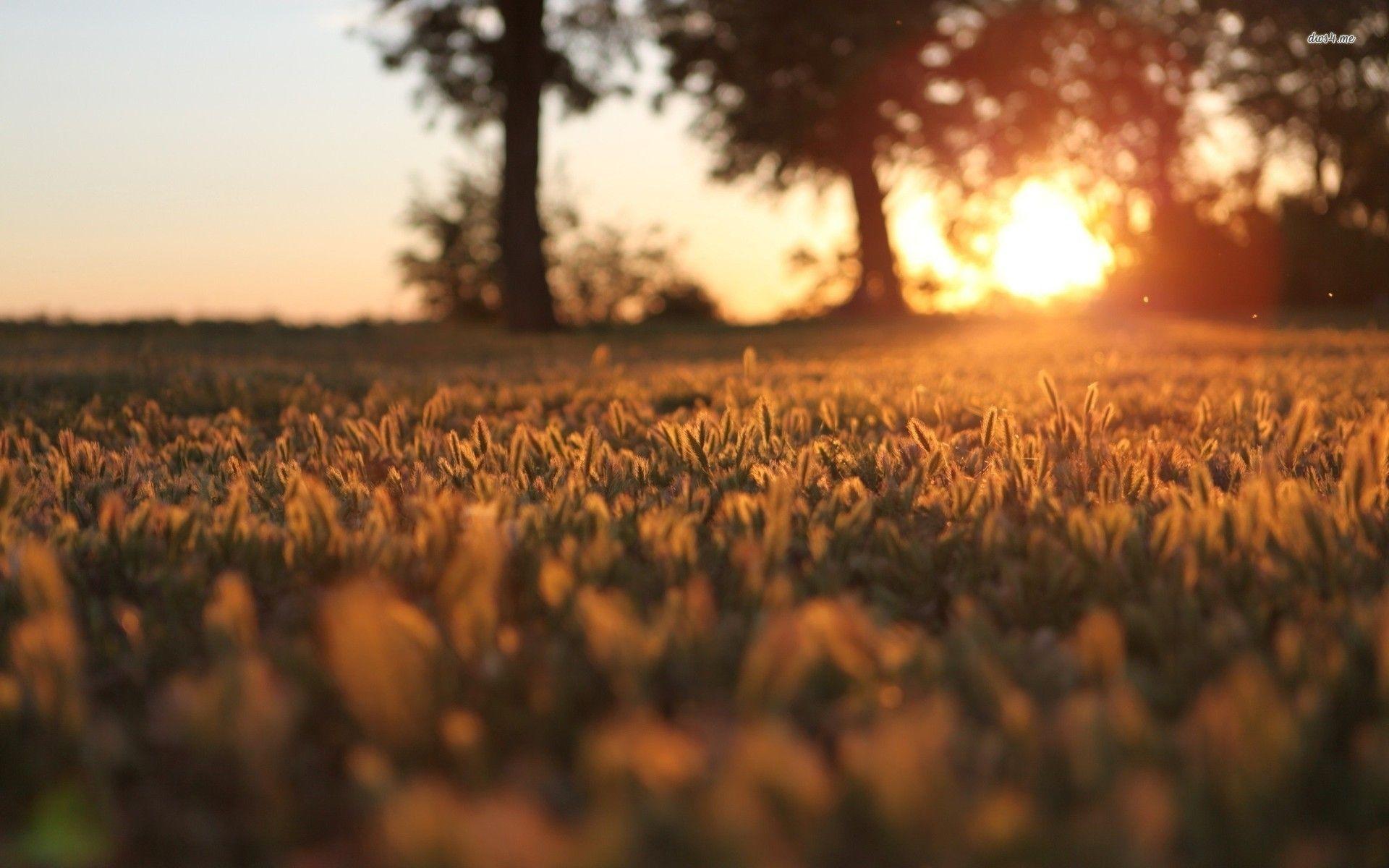 Sunset Over Field Wallpapers