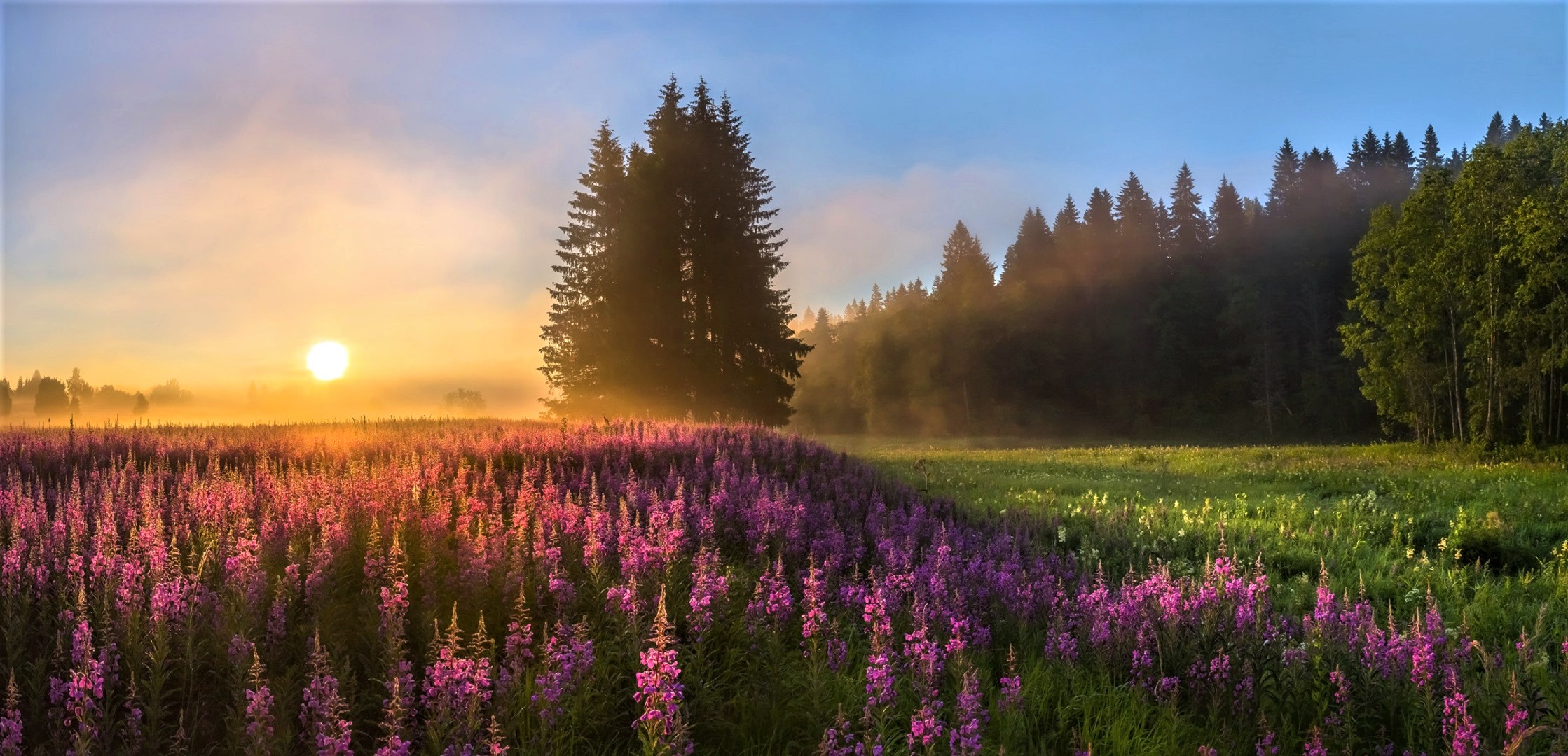 Sunset Over Field Wallpapers