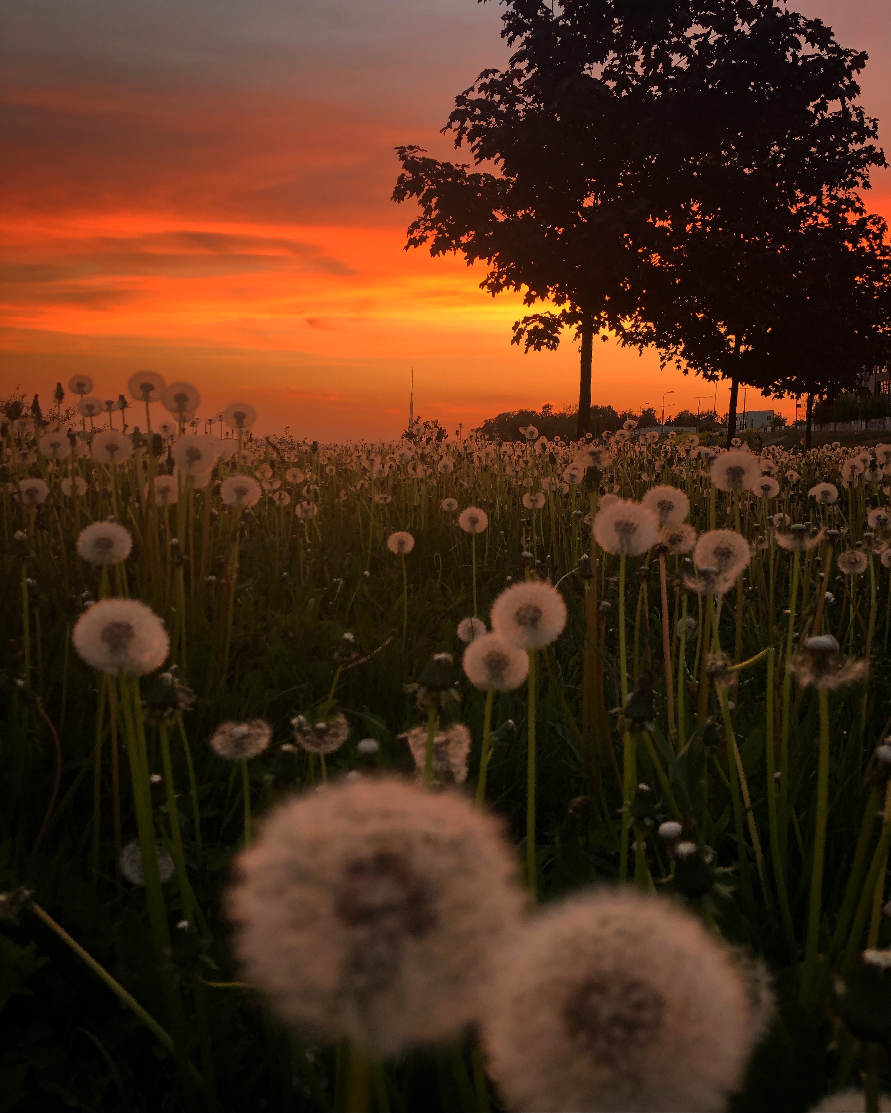 Sunset Over Field Wallpapers