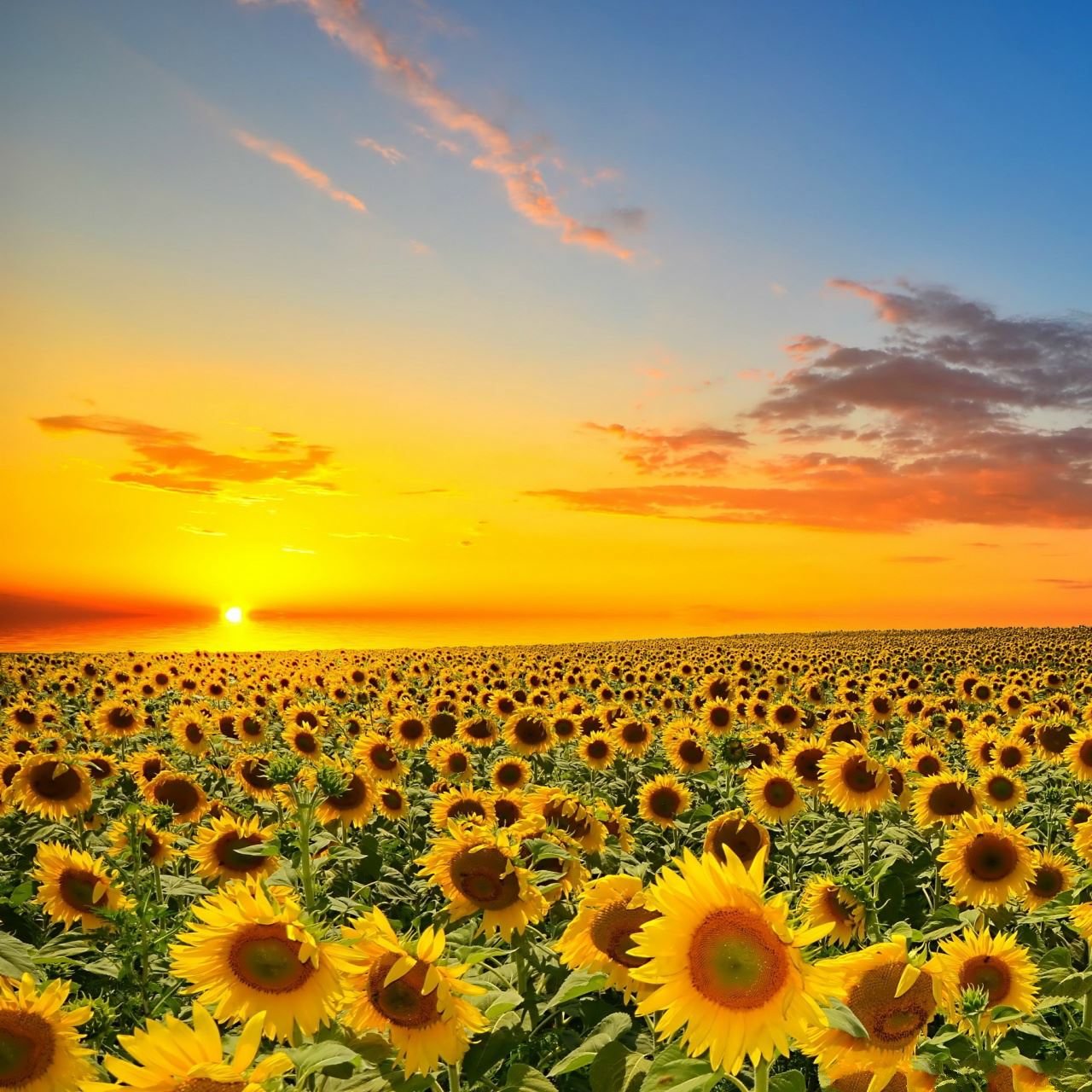 Sunset Over Field Wallpapers