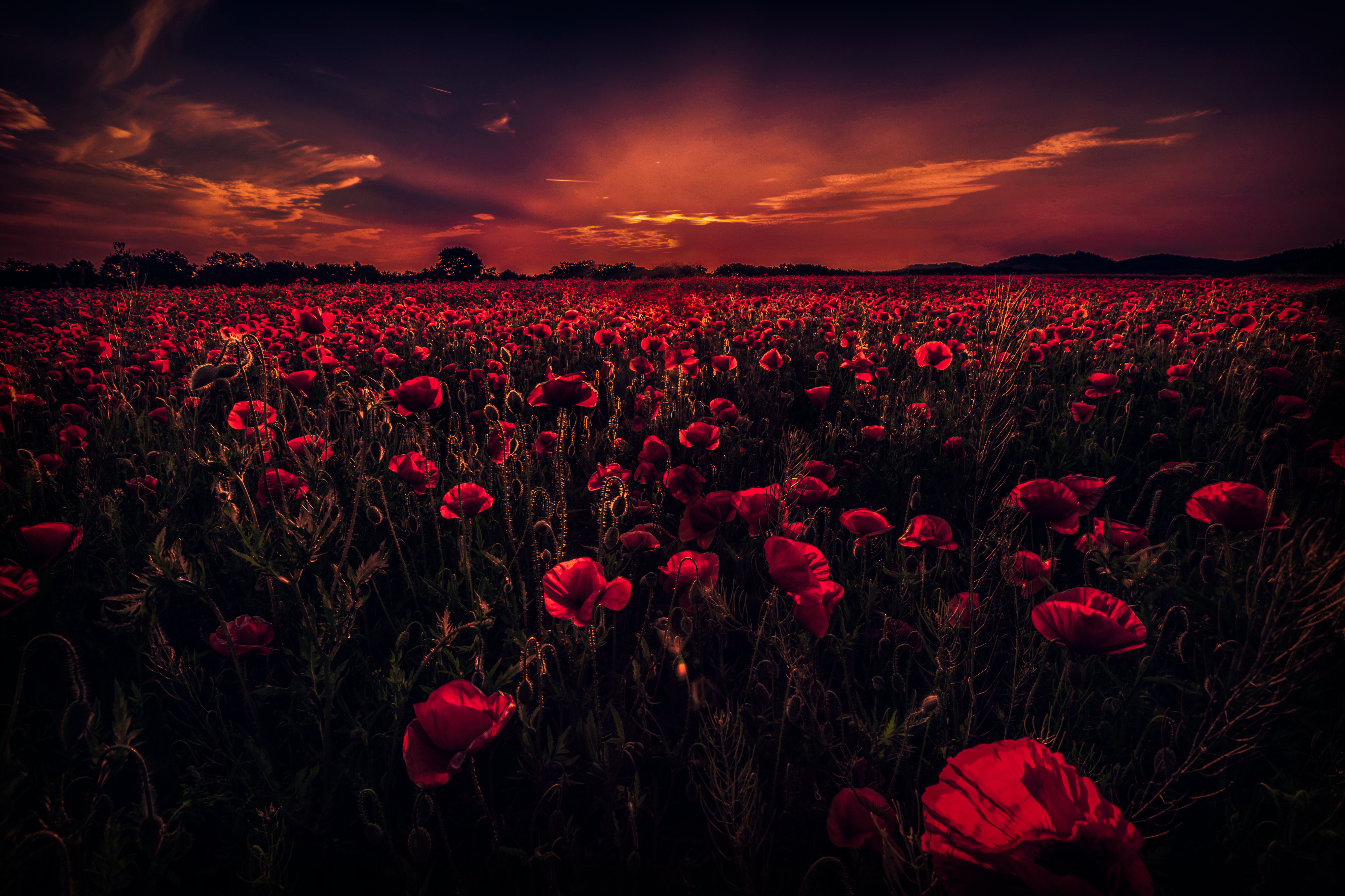 Sunset Over Field Wallpapers