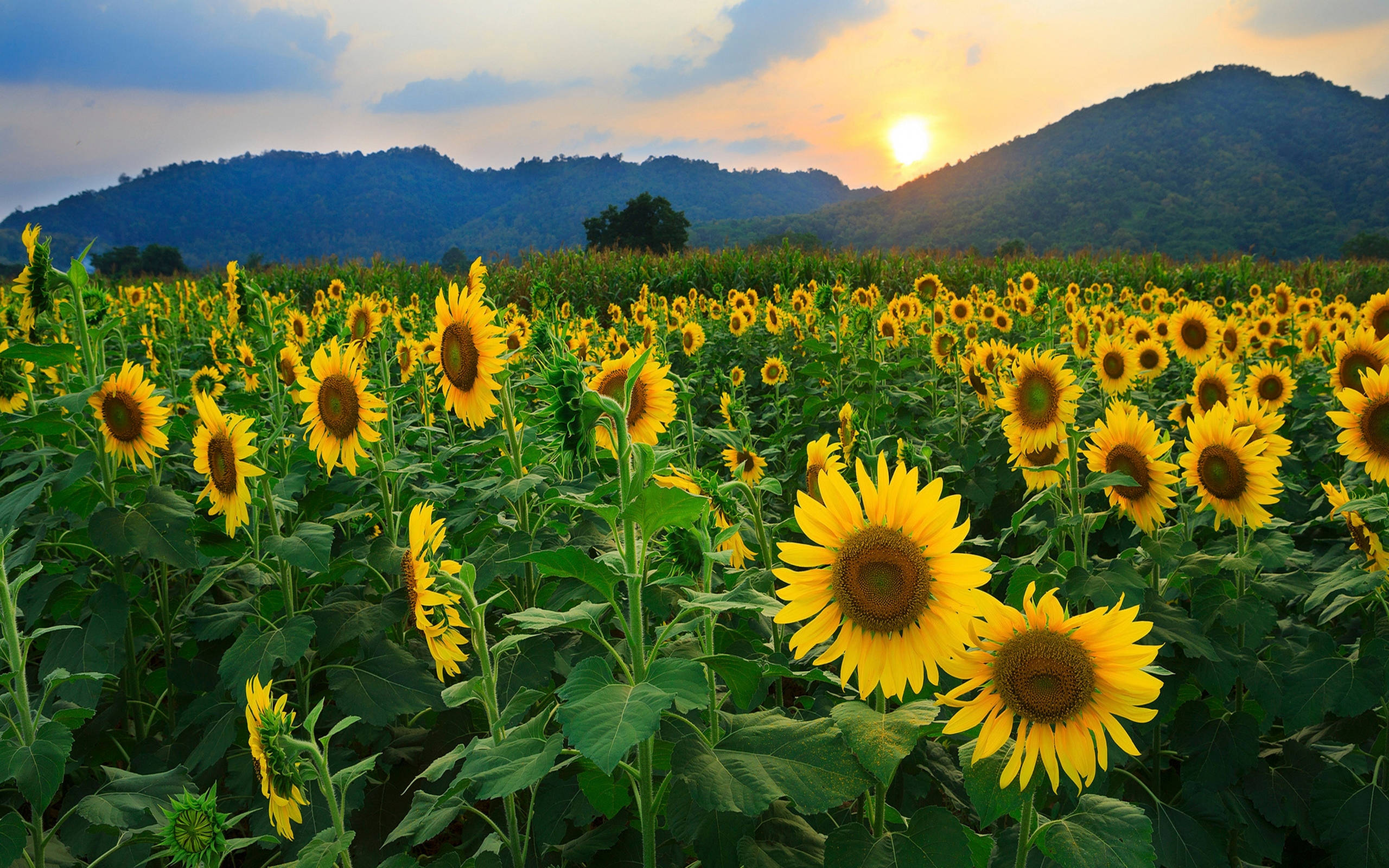 Sunset Over Mountain Field Wallpapers