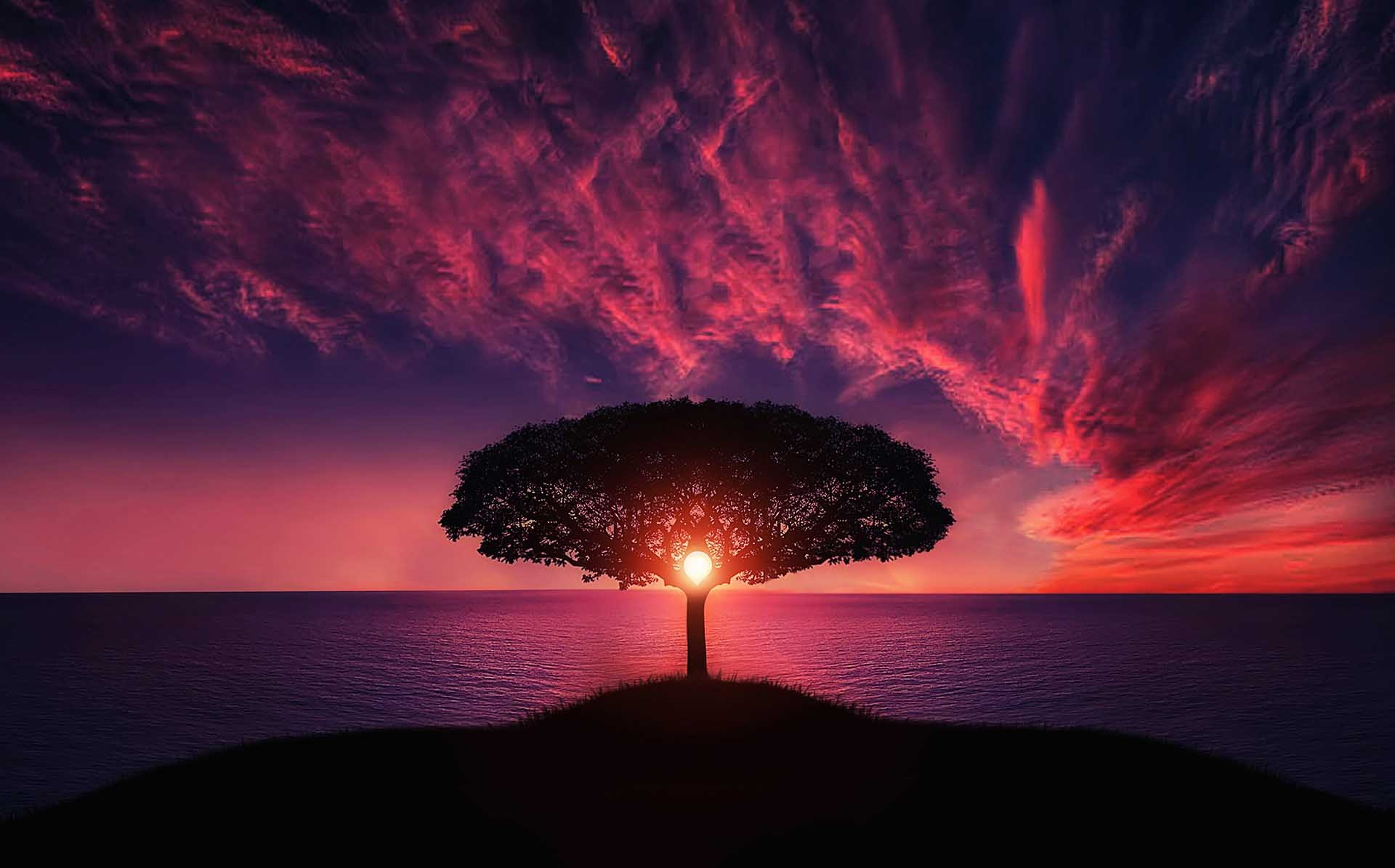 Sunset Tree Red Ocean And Sky Wallpapers