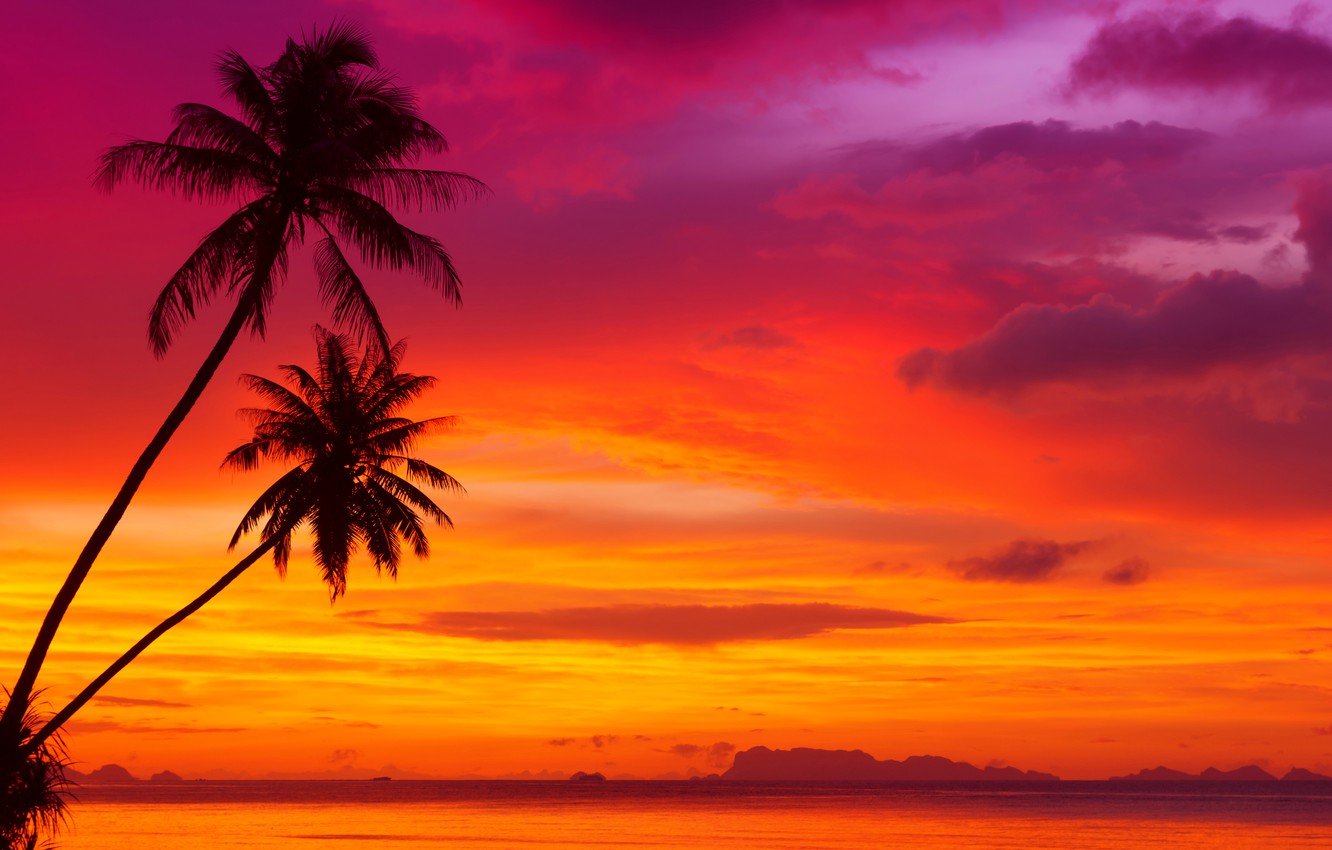 Sunset Tree Red Ocean And Sky Wallpapers