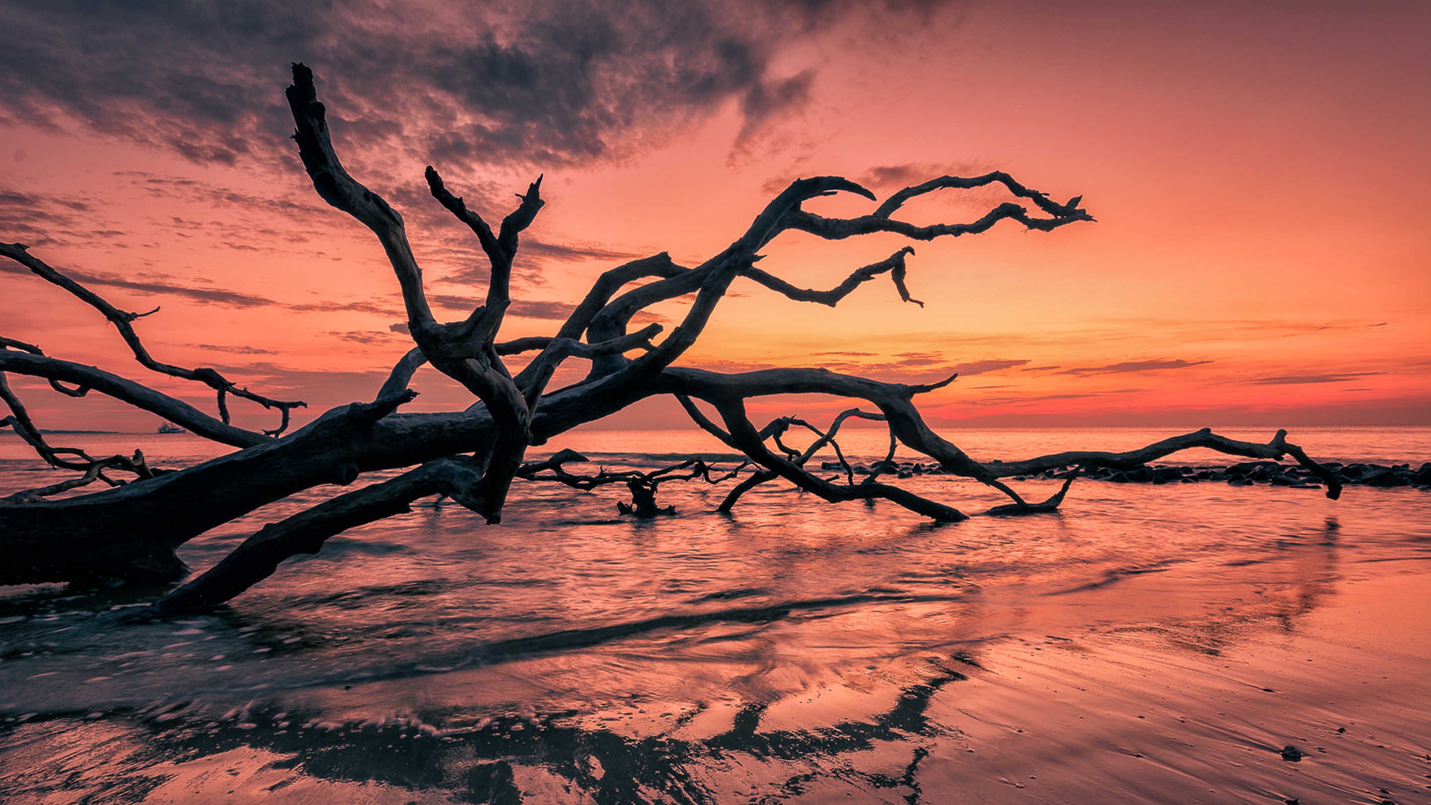 Sunset Tree Red Ocean And Sky Wallpapers