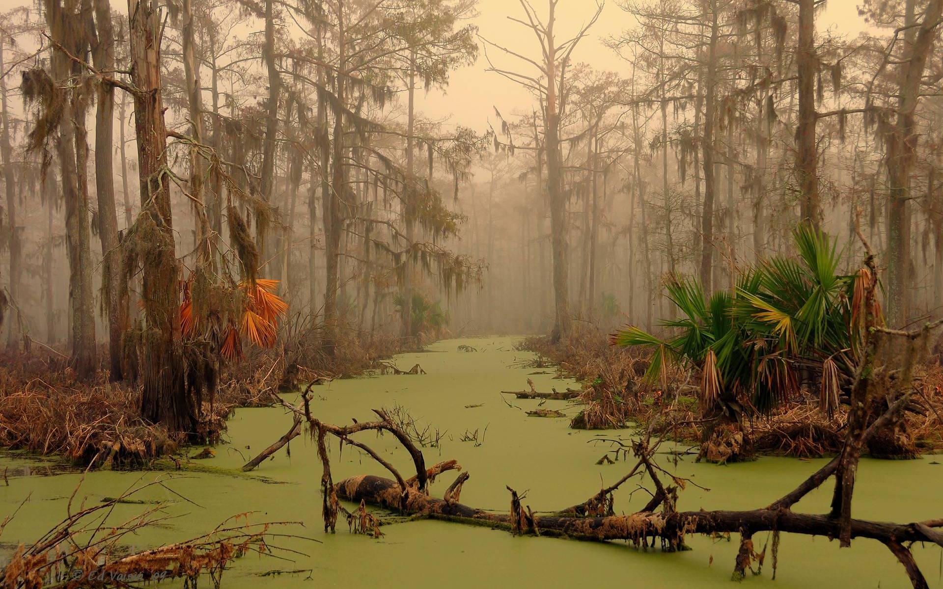 Swamp Wallpapers